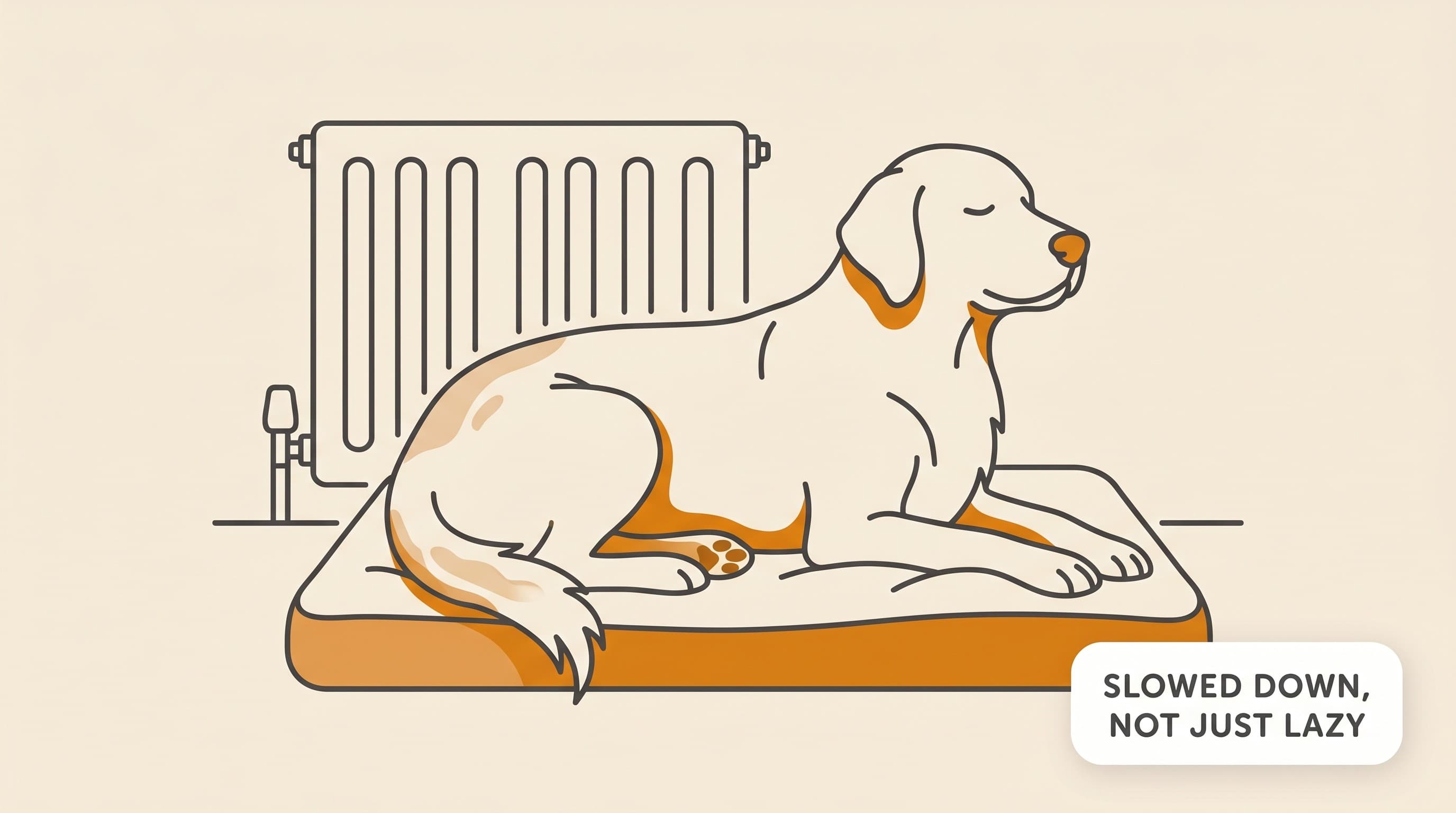 The under-active thyroid in dogs: the over-diagnosed, very-treatable one