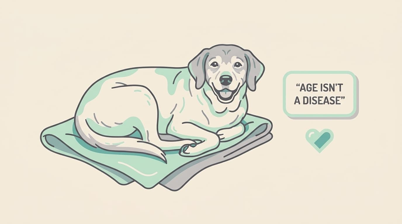 Is my senior dog or cat too old for a dental?