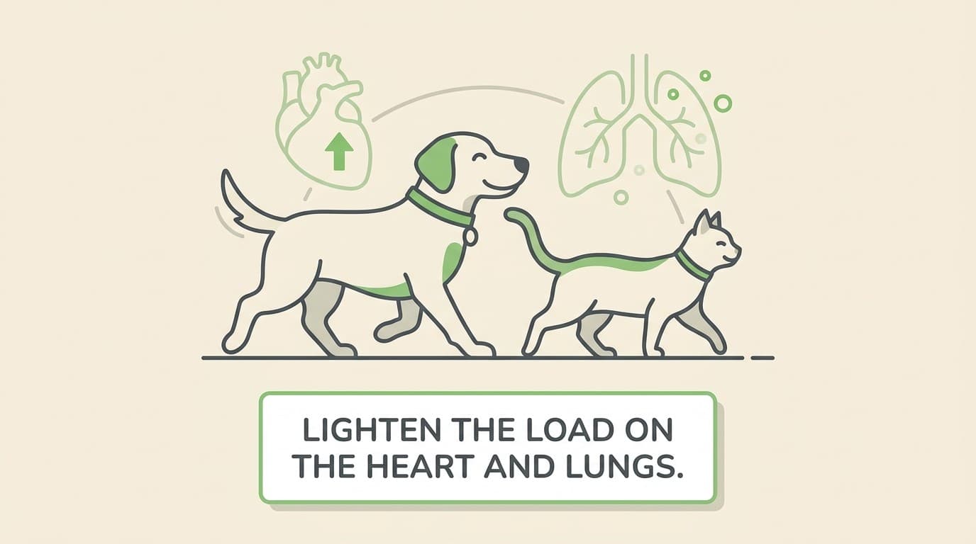 Weight, the heart and breathing: lightening the load