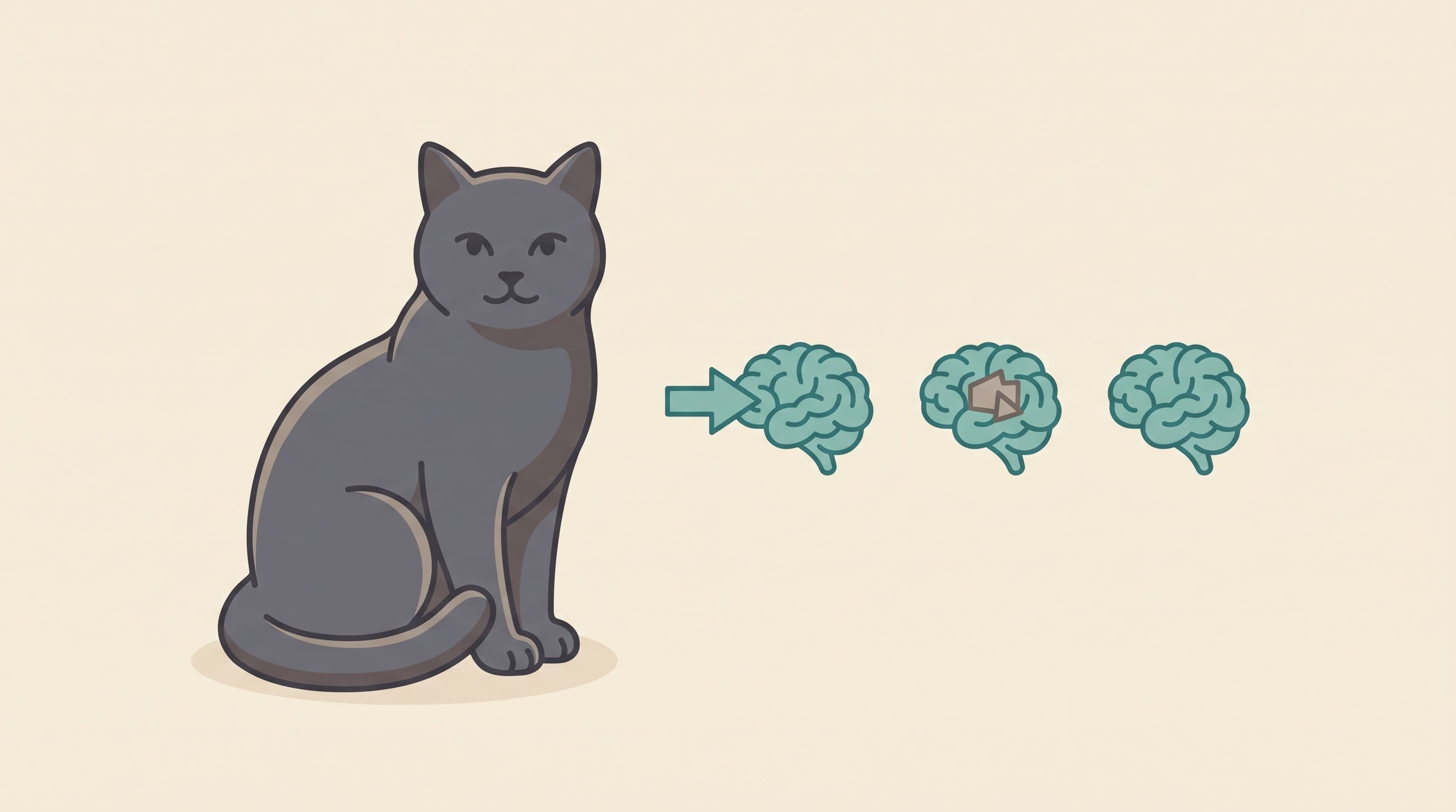 What Causes Seizures in Cats