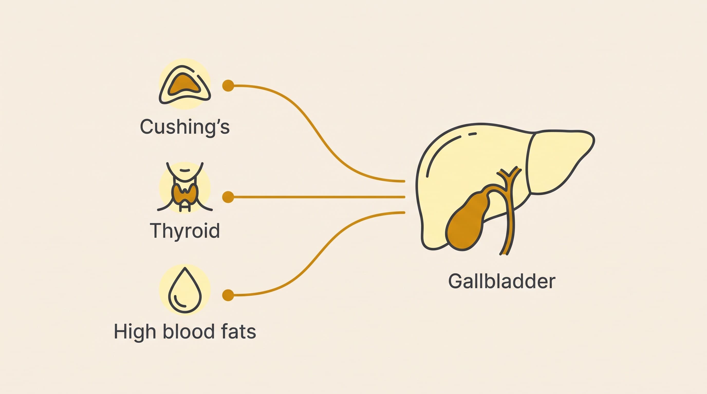 Cushing's, Thyroid Disease and the Gallbladder Link
