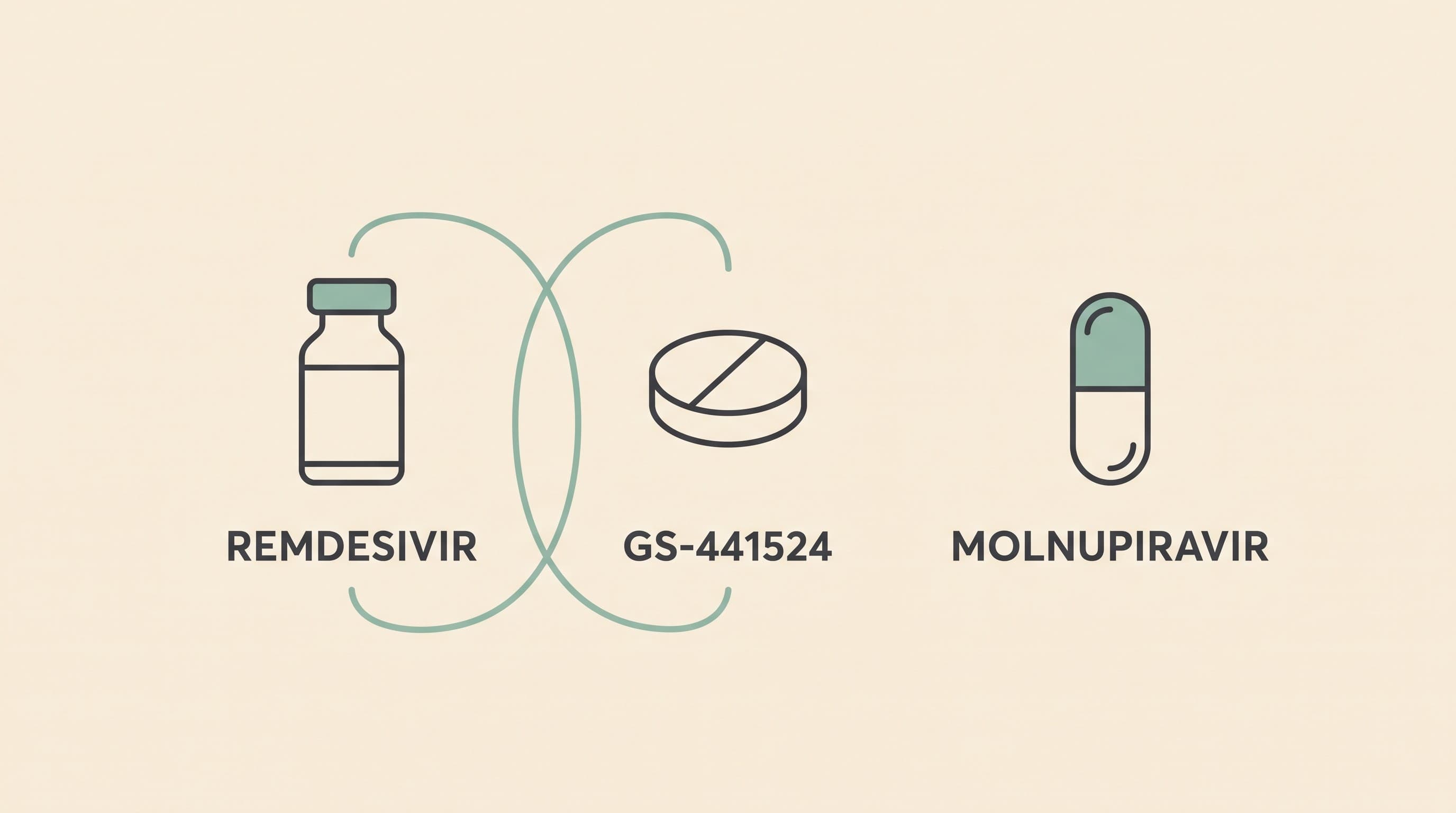 GS-441524, remdesivir and molnupiravir explained