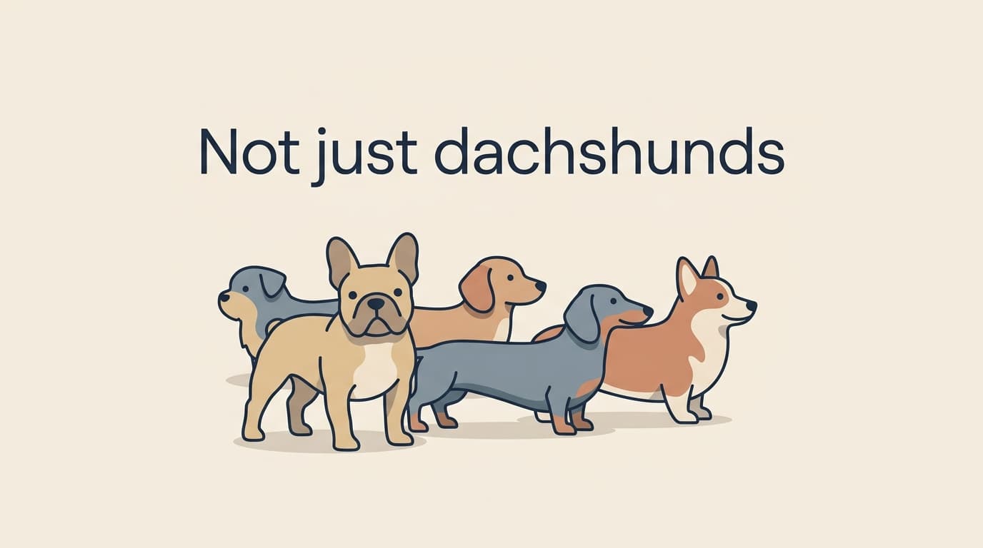 IVDD in French Bulldogs & Other At-Risk Breeds