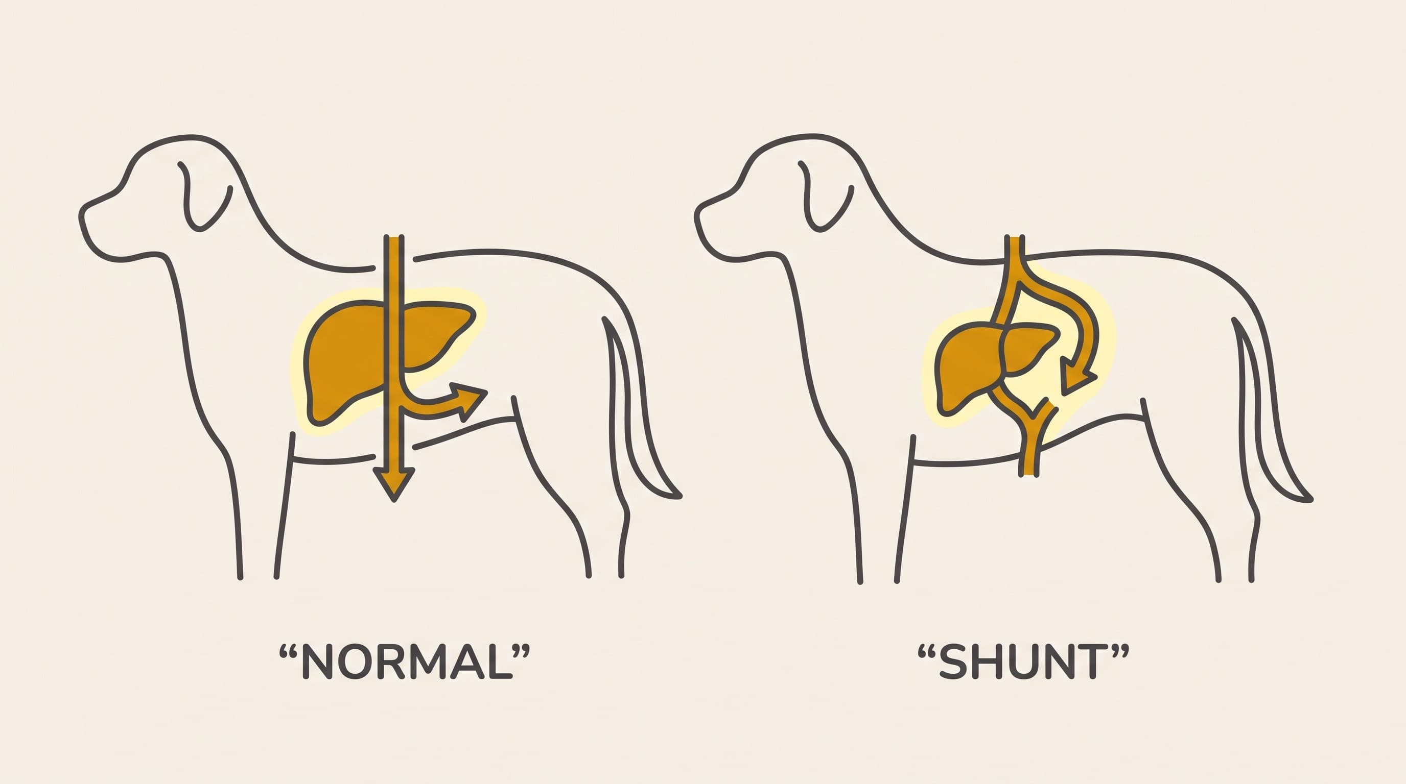 Liver Shunts (PSS): Surgery or Medical Management?