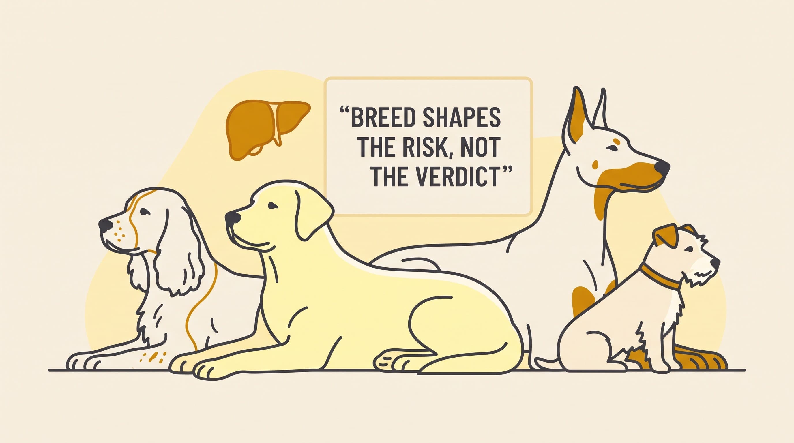 Which Breeds Get Chronic Hepatitis, and Why It Matters
