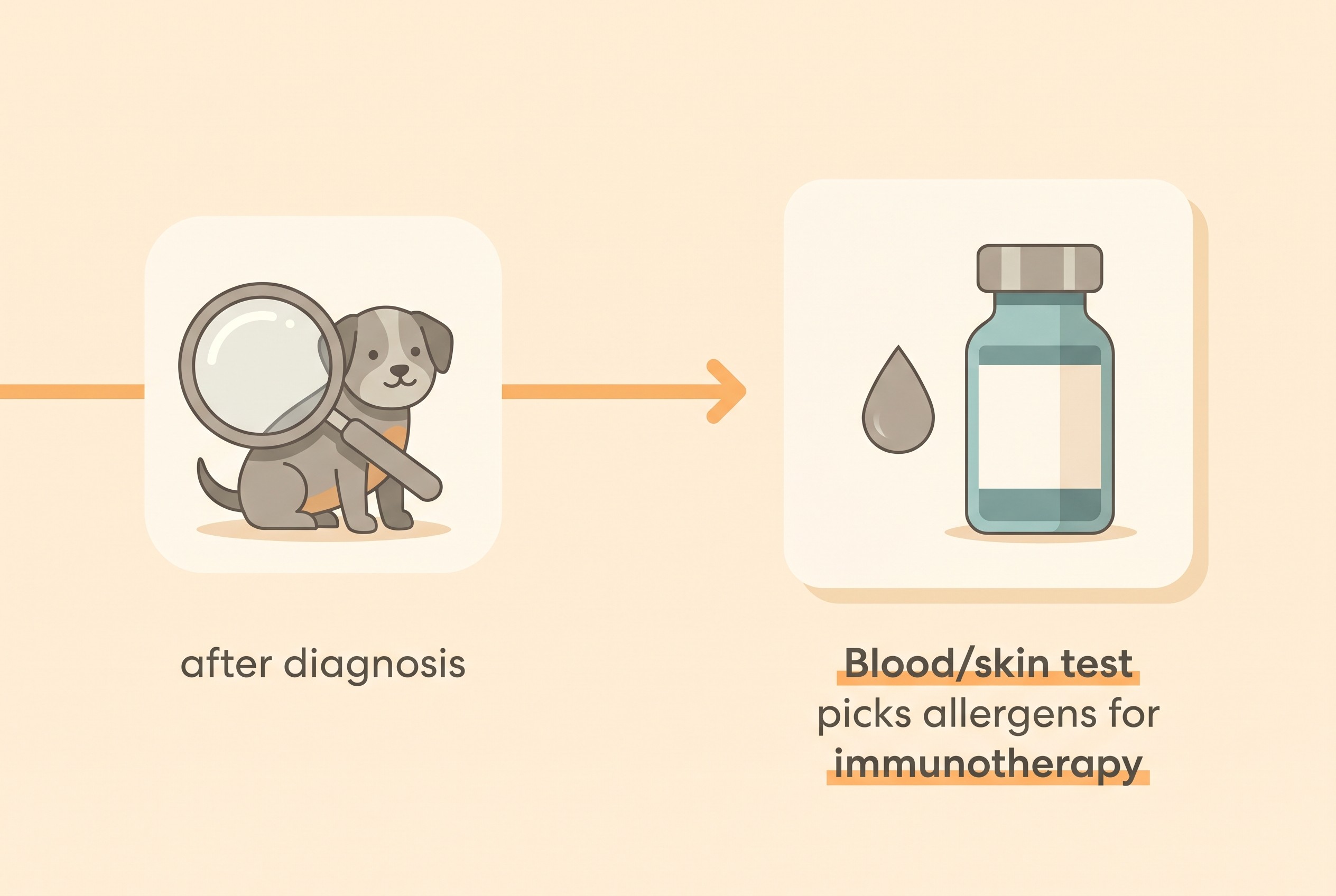 A flow showing serum IgE testing sitting not at the diagnosis step but at the immunotherapy step, after atopy is already confirmed