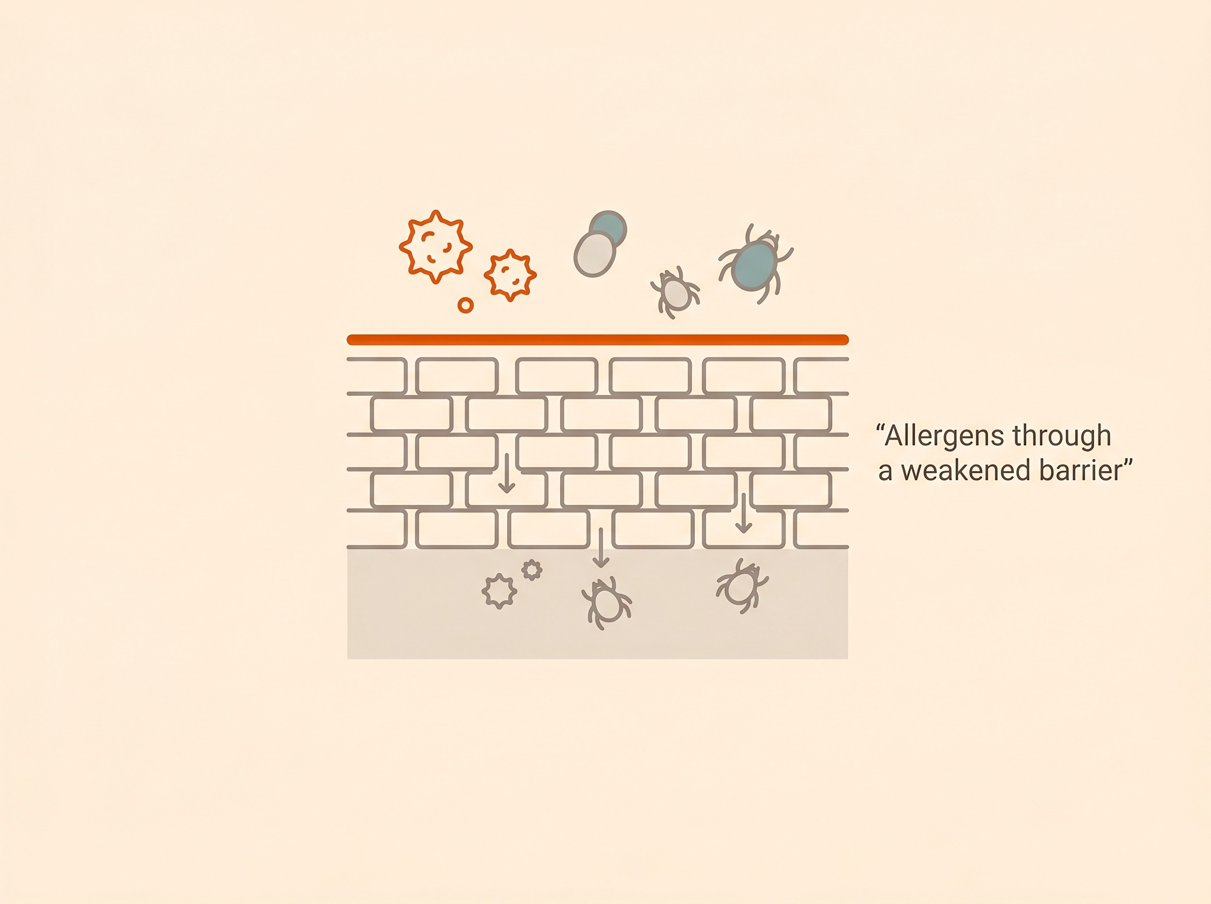 Everyday allergens such as pollen and dust mites passing through a weakened, gappy skin barrier into the layer below