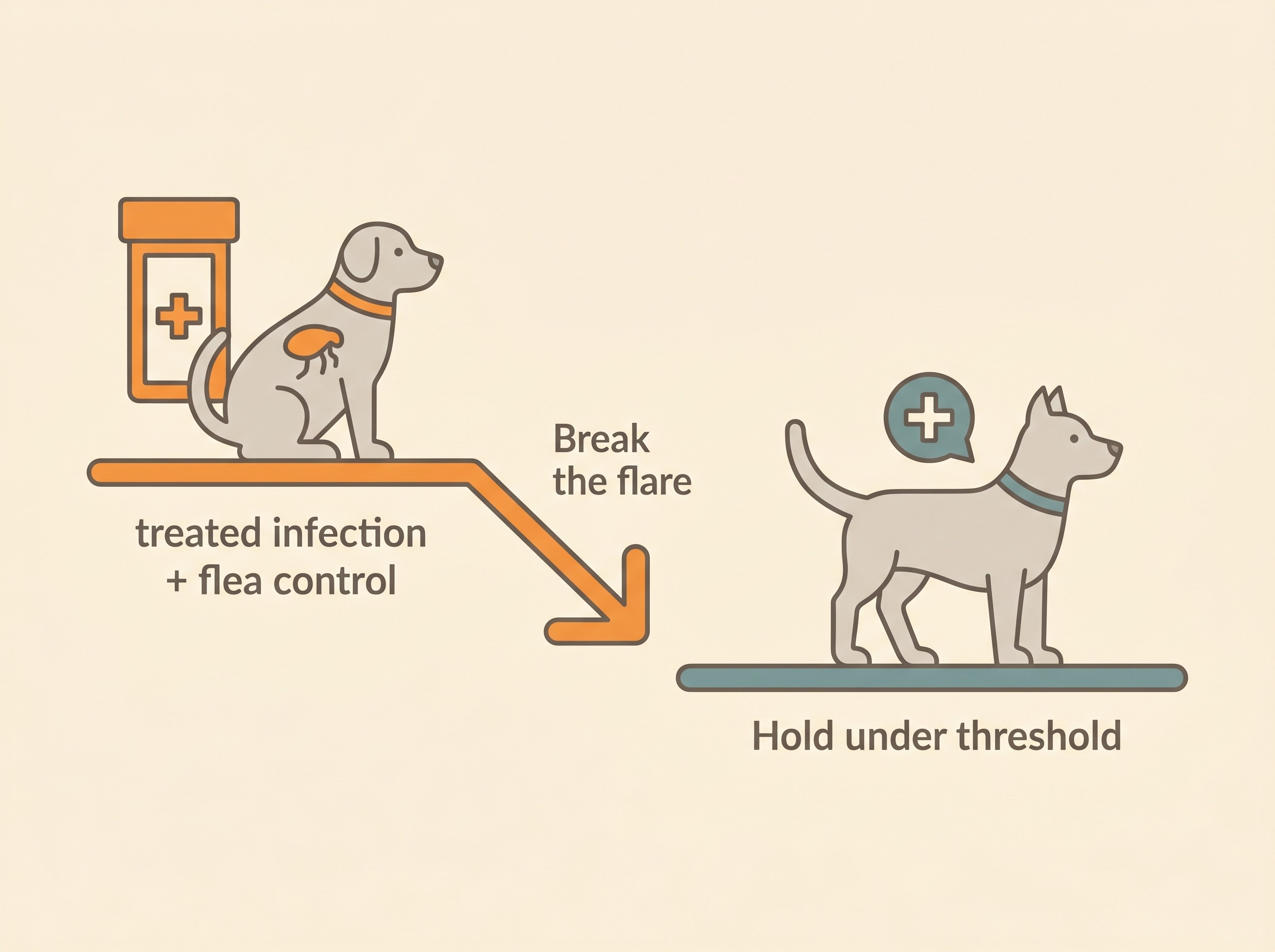Atopic dermatitis is managed in two phases: break the flare fast, then hold the itch under threshold with the lowest effective maintenance, always on top of treated infection and controlled fleas