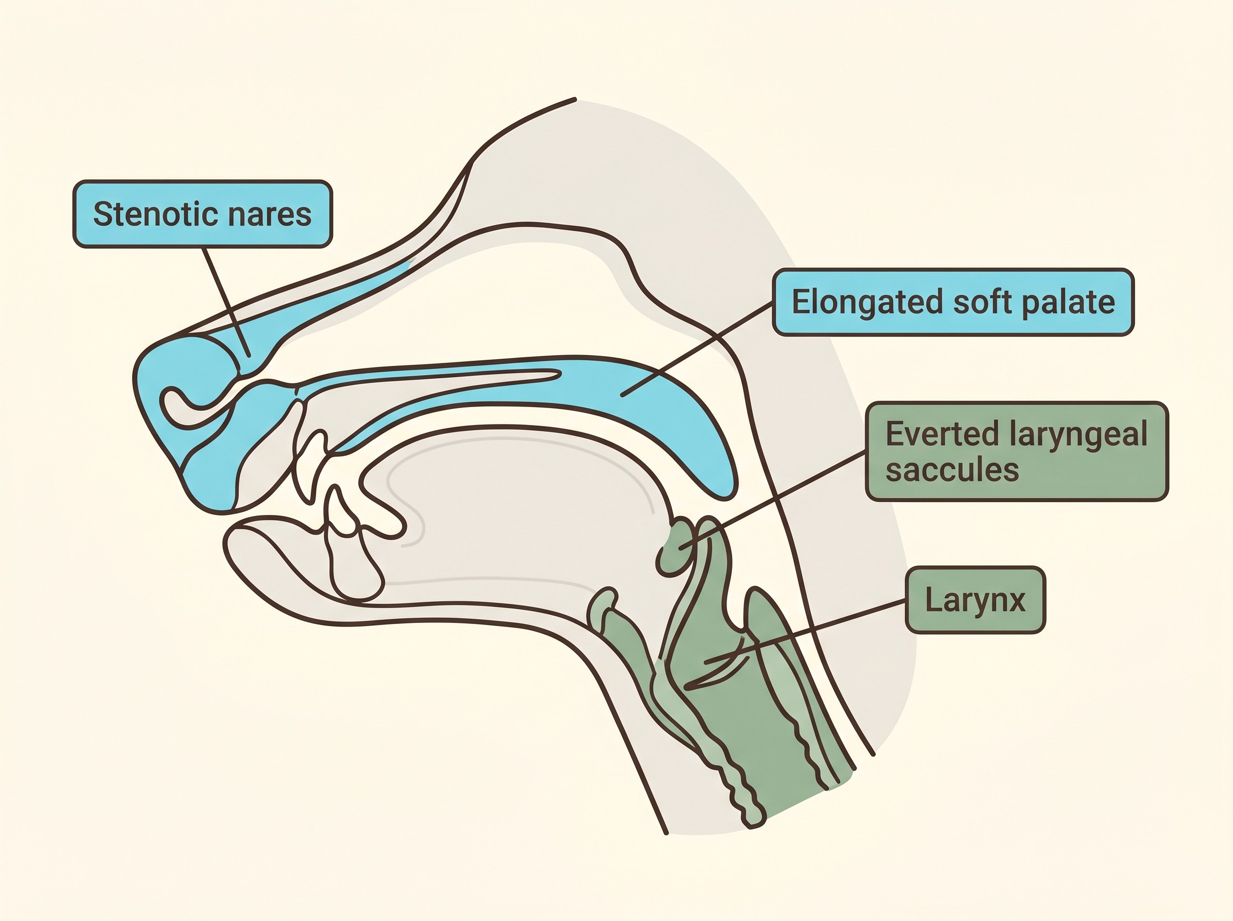 A labelled flat-vector diagram of the brachycephalic airway on a cream background, marking the stenotic nares, the elongated soft palate, the everted laryngeal saccules and the larynx