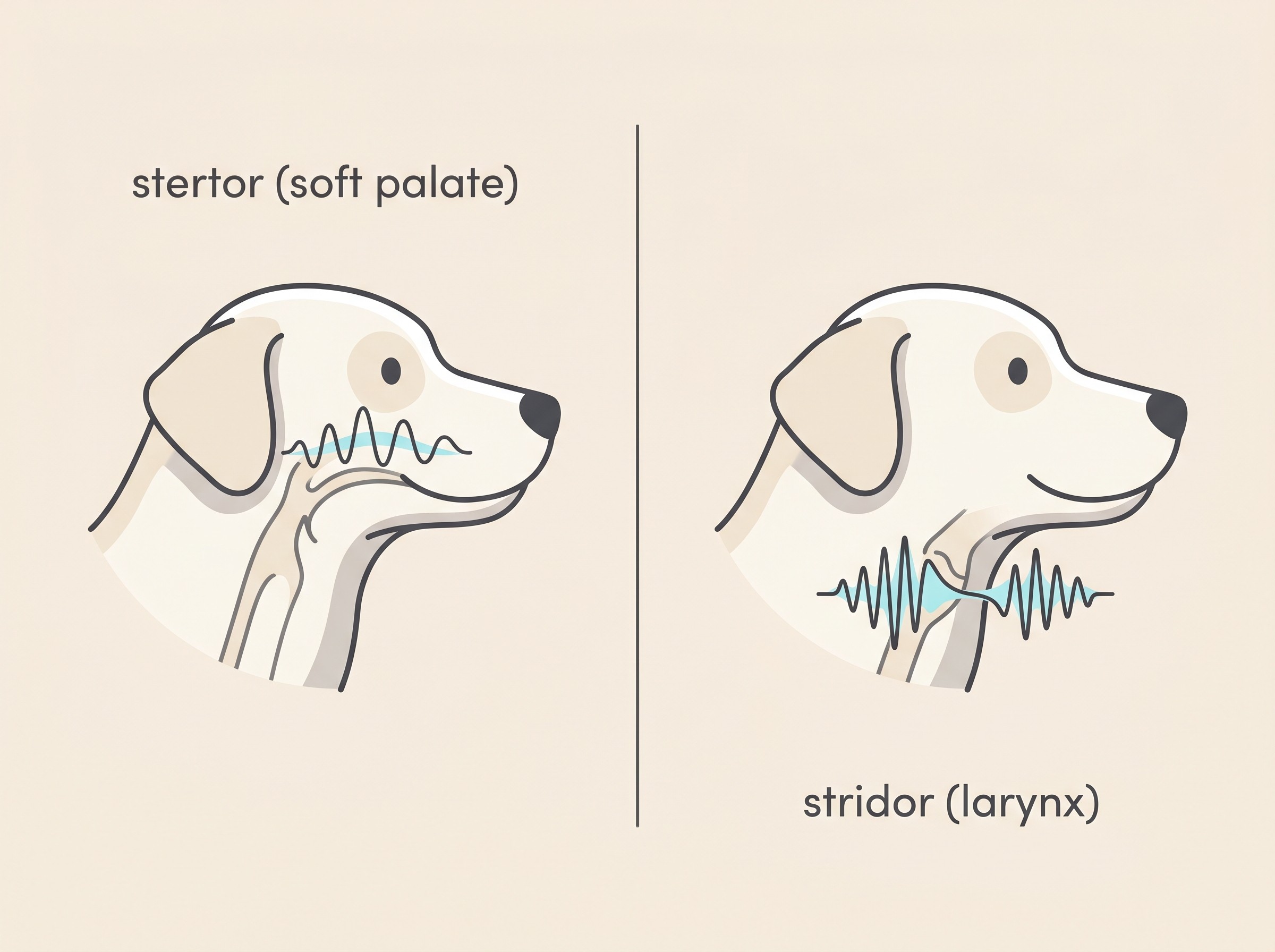 A simple side-by-side comparison of two breathing noises: a low rumbling snore from the soft palate at the back of the throat, and a higher whistling catch on the in-breath from the voice box, drawn in flat vector on a cream background