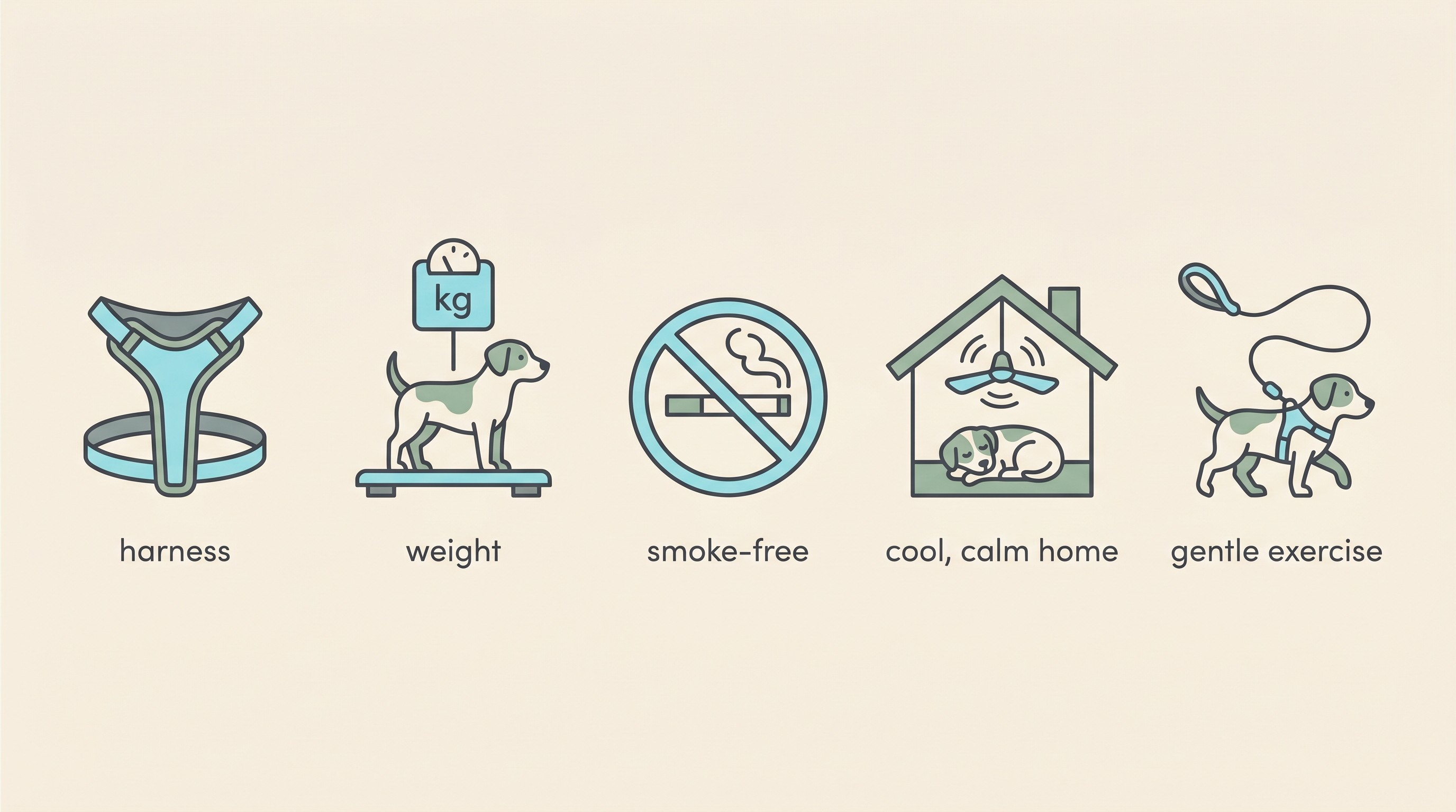 A flat-vector panel on a cream background showing the five daily levers for calming a chronic cough: a body harness, a lean dog on a scale, a no-smoking symbol, a cool calm home, and gentle lead-led exercise, each labelled