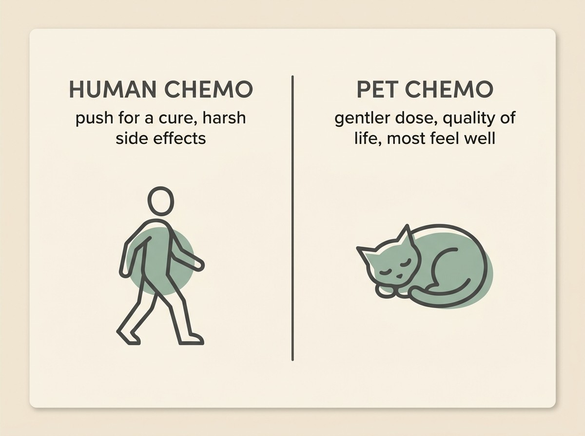 A two-column contrast card, flat vector on warm cream in sage and soft charcoal, headed "HUMAN CHEMO: push for a cure, harsh side effects" beside "PET CHEMO: gentler dose, quality of life, most feel well".
