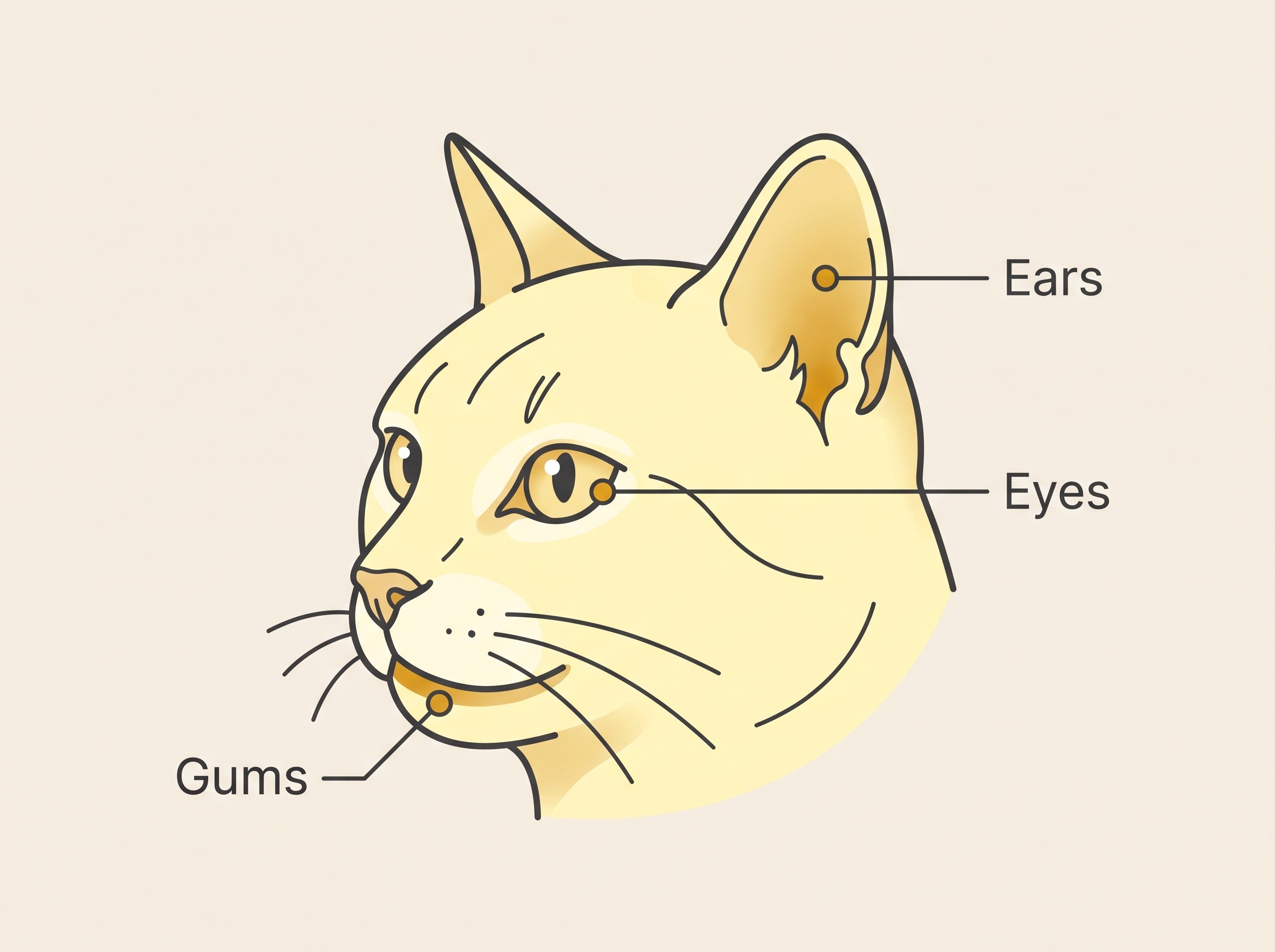 A gentle flat-vector diagram of a cat's head showing the calm gum and eye areas where a warm-gold tinge would first appear, cream background, soft charcoal linework, a restrained warm-gold wash, no distressed expression