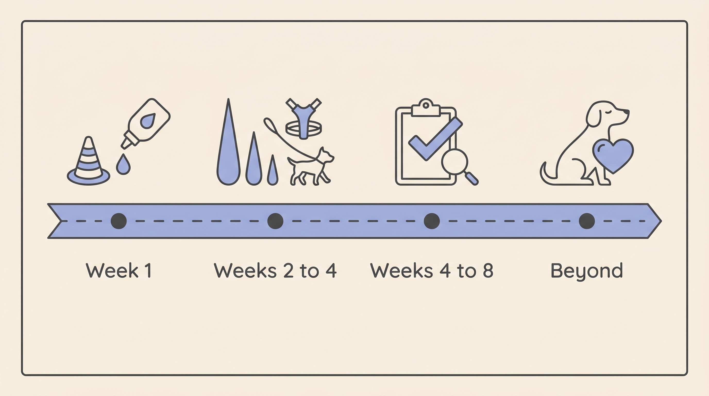 Horizontal recovery-timeline strip on cream with four labelled stages: Week 1 cone and intensive drops, Weeks 2 to 4 tapering drops and a harness walk, Weeks 4 to 8 further tapering and rechecks, then Beyond with long-term monitoring