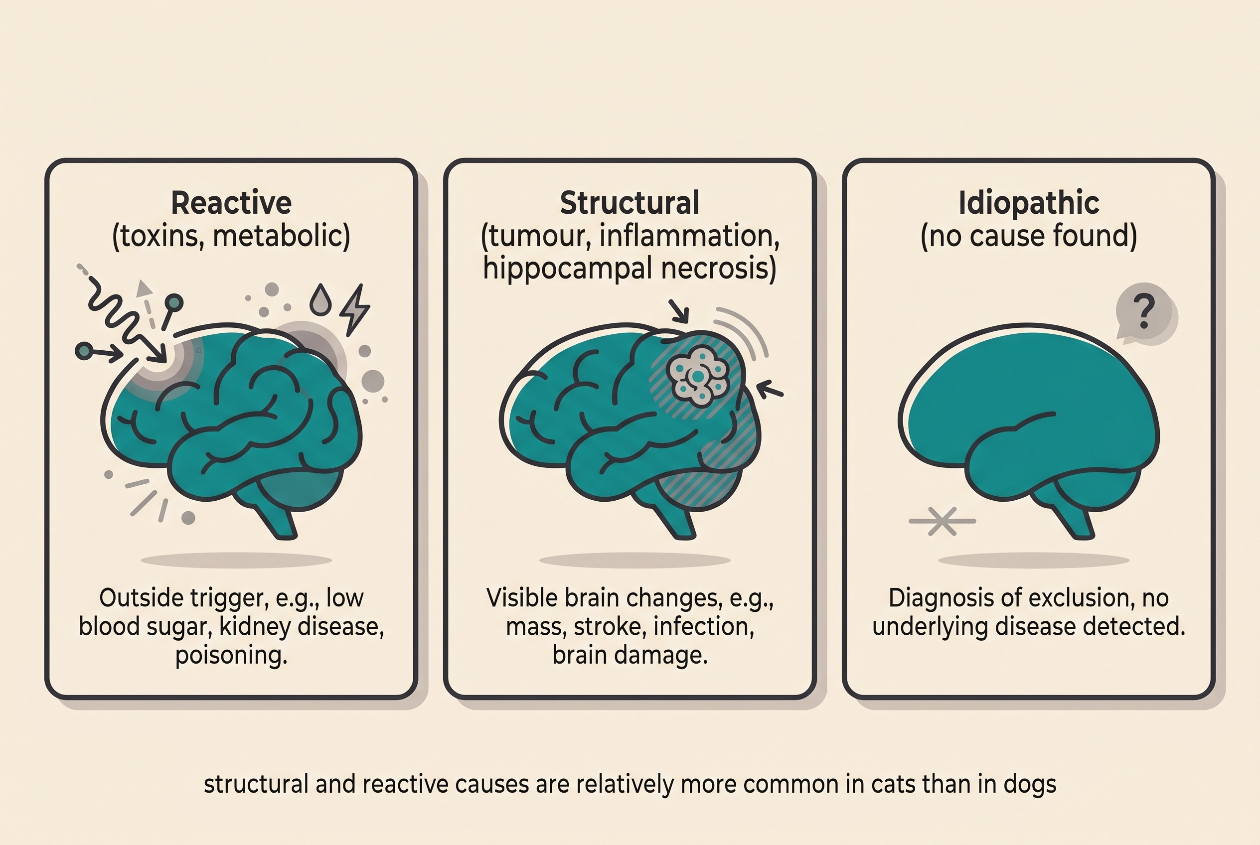 A clean flat illustration on a cream background showing three labelled categories of feline seizure cause: a brain reacting to an outside trigger labelled "Reactive (toxins, metabolic)", a brain with a visible mass labelled "Structural (tumour, inflammation, hippocampal necrosis)", and a normal-looking brain labelled "Idiopathic (no cause found)", with a small note that structural and reactive causes are relatively more common in cats than in dogs