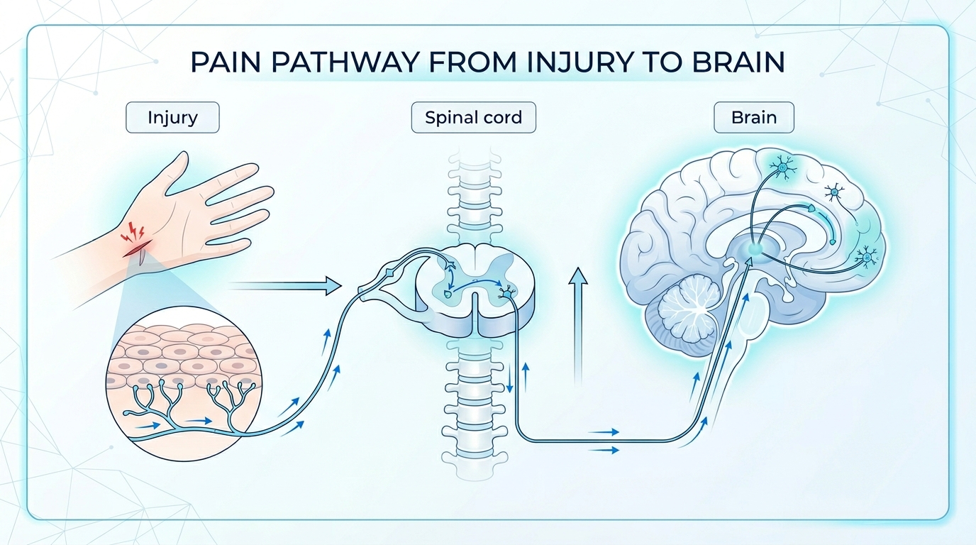 A clean medical diagram of the pain pathway running from an injury site, up through the spinal cord, to the brain, soft blue and white educational style