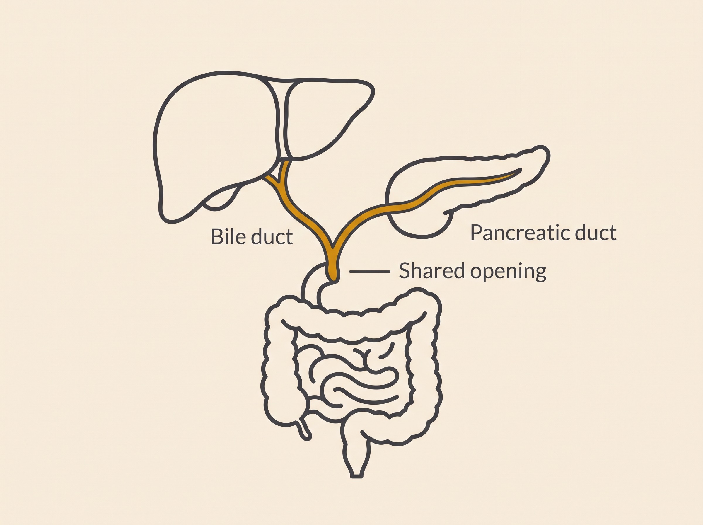 A gentle flat-vector diagram of the feline liver-pancreas-intestine triangle showing the shared duct junction, warm cream background, soft charcoal linework, amber accent on the connecting ducts