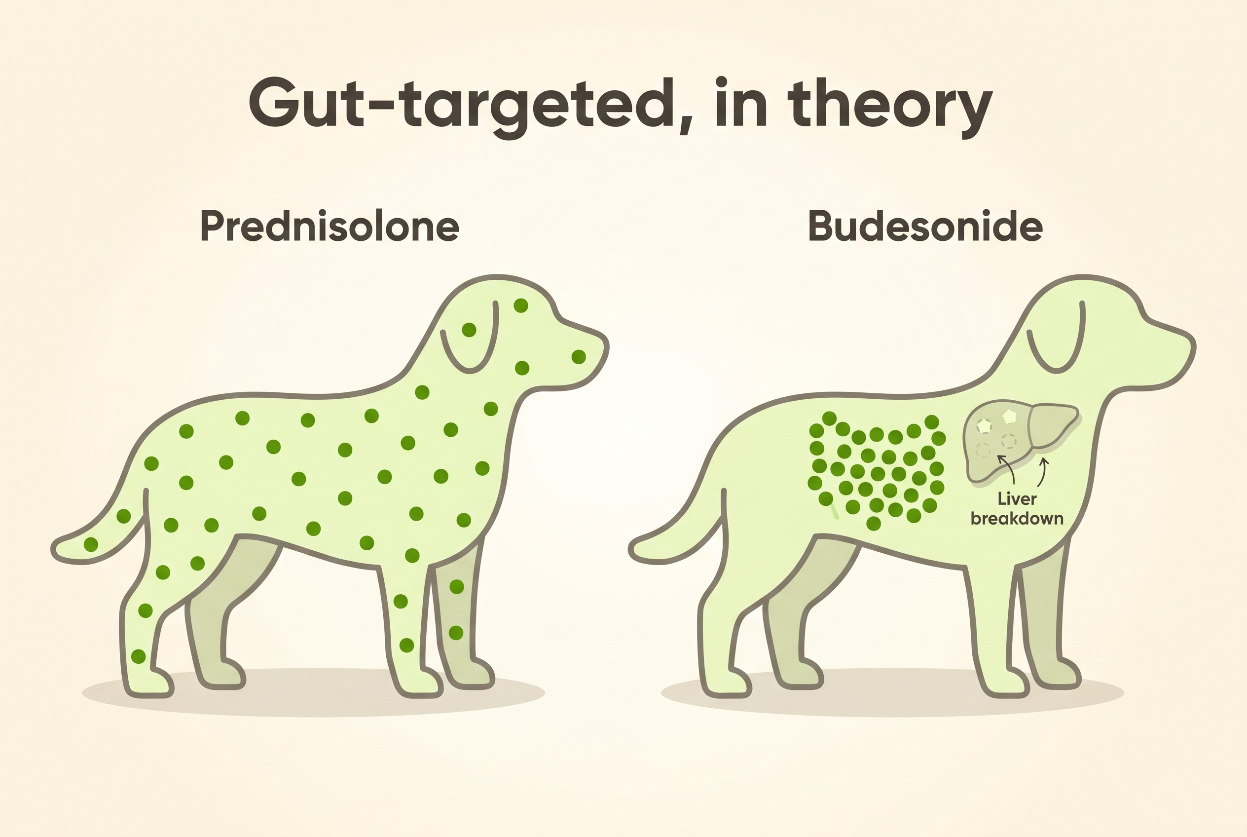 Two simple body outlines on cream side by side: one labelled "Prednisolone" with a steroid icon spread across the whole body, one labelled "Budesonide" with the icon concentrated at the gut and a small liver symbol breaking it down, under a banner reading "Gut-targeted, in theory"