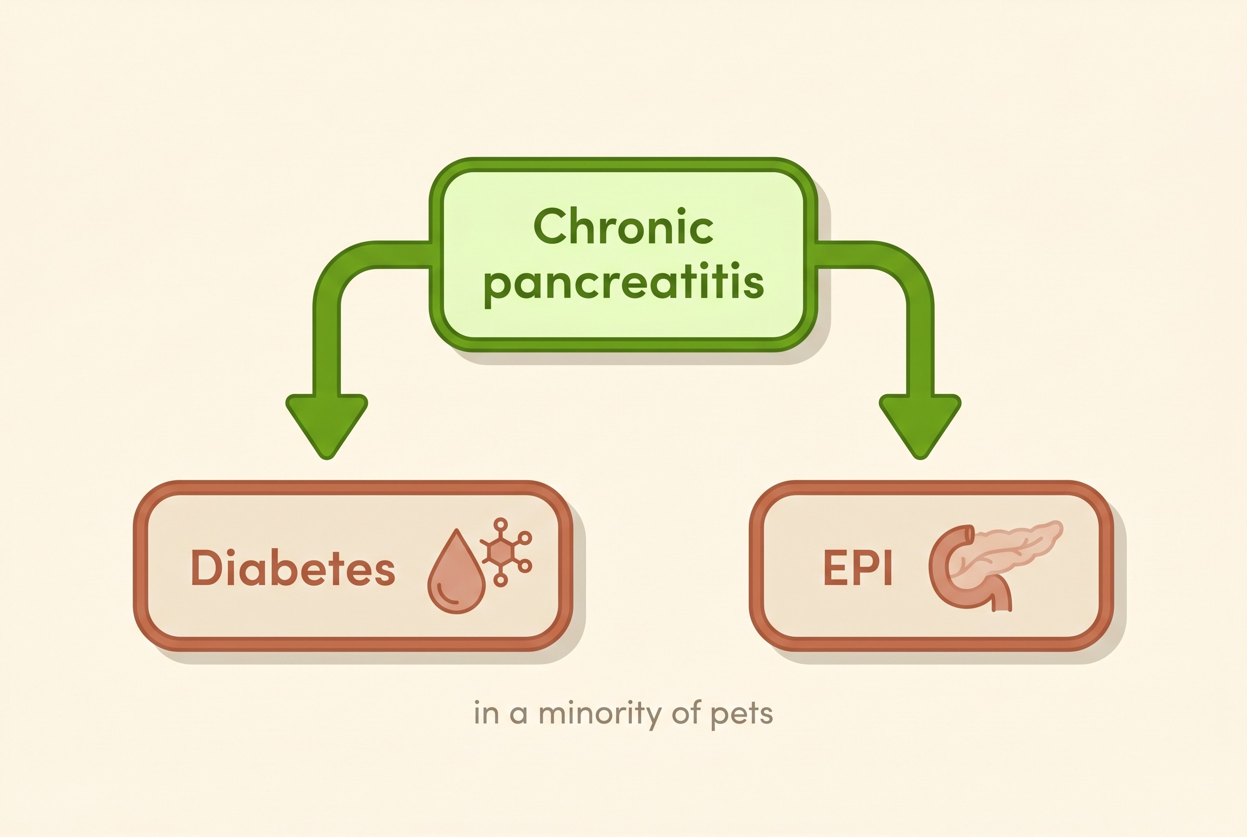 A simple onward map showing chronic pancreatitis potentially leading towards diabetes or exocrine pancreatic insufficiency