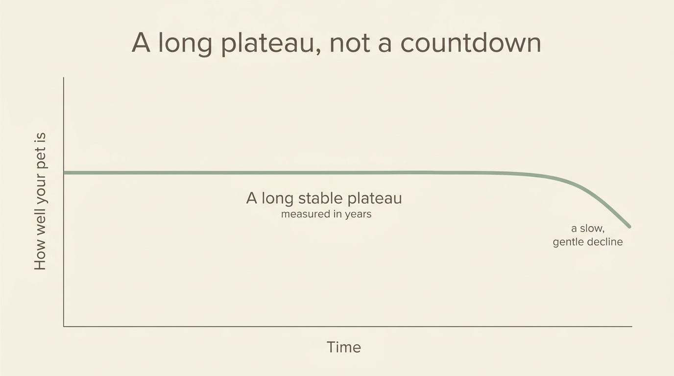 A gentle line showing kidney disease as a long, stable plateau of good years before any slow decline