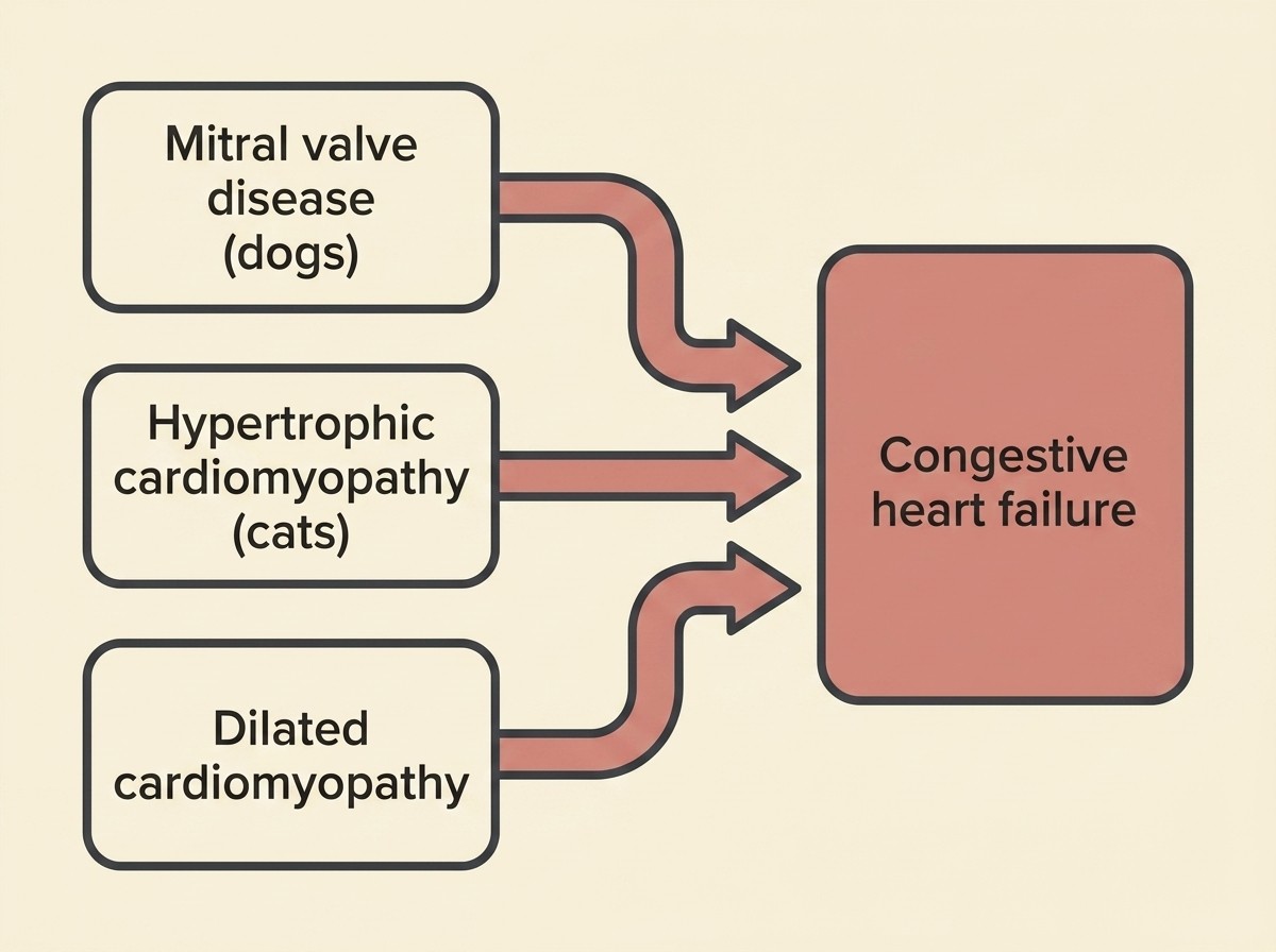 A simple flat diagram on a cream background showing three labelled boxes on the left, "mitral valve disease (dogs)", "hypertrophic cardiomyopathy (cats)" and "dilated cardiomyopathy", each with an arrow flowing right and converging into a single larger box labelled "congestive heart failure".