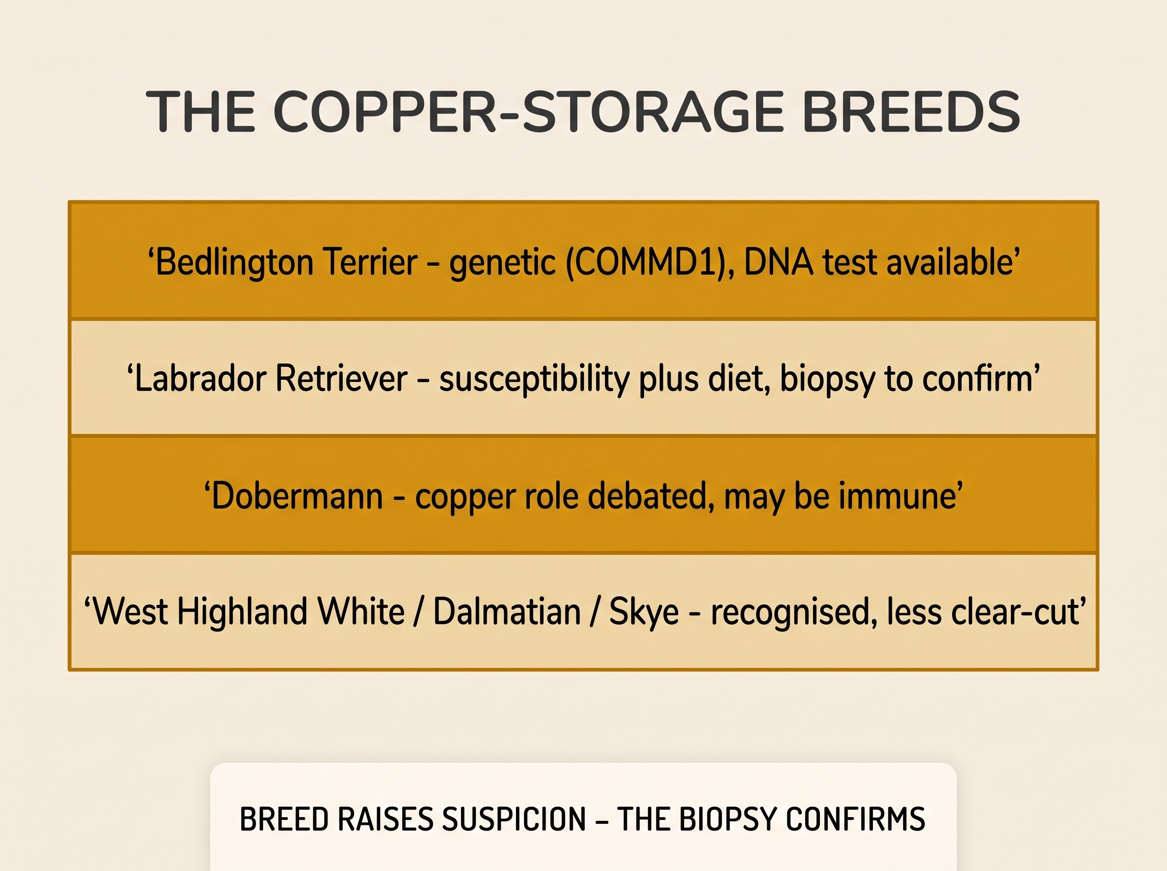 Flat vector diagram on a cream background titled "THE COPPER-STORAGE BREEDS", showing a simple table with two amber-accented columns. Rows list "Bedlington Terrier - genetic (COMMD1), DNA test available", "Labrador Retriever - susceptibility plus diet, biopsy to confirm", "Dobermann - copper role debated, may be immune", "West Highland White / Dalmatian / Skye - recognised, less clear-cut". A footnote card reads "BREED RAISES SUSPICION - THE BIOPSY CONFIRMS". Soft charcoal linework, no distressing imagery
