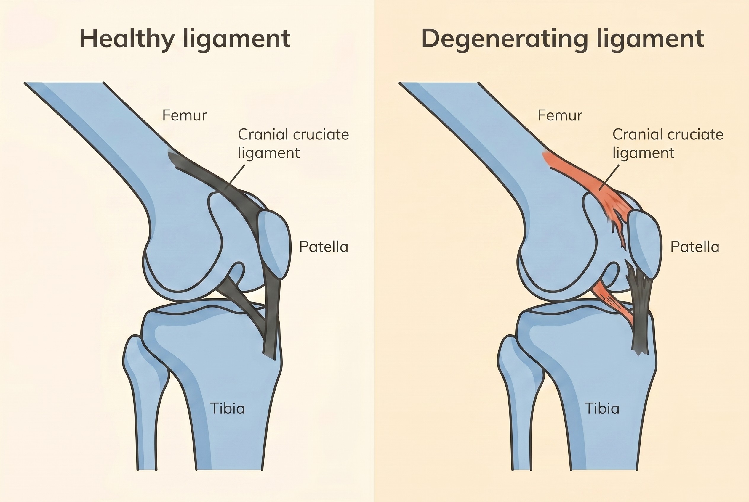 Side-by-side flat illustration of a healthy taut cruciate ligament next to a frayed, degenerated one inside a dog's stifle joint