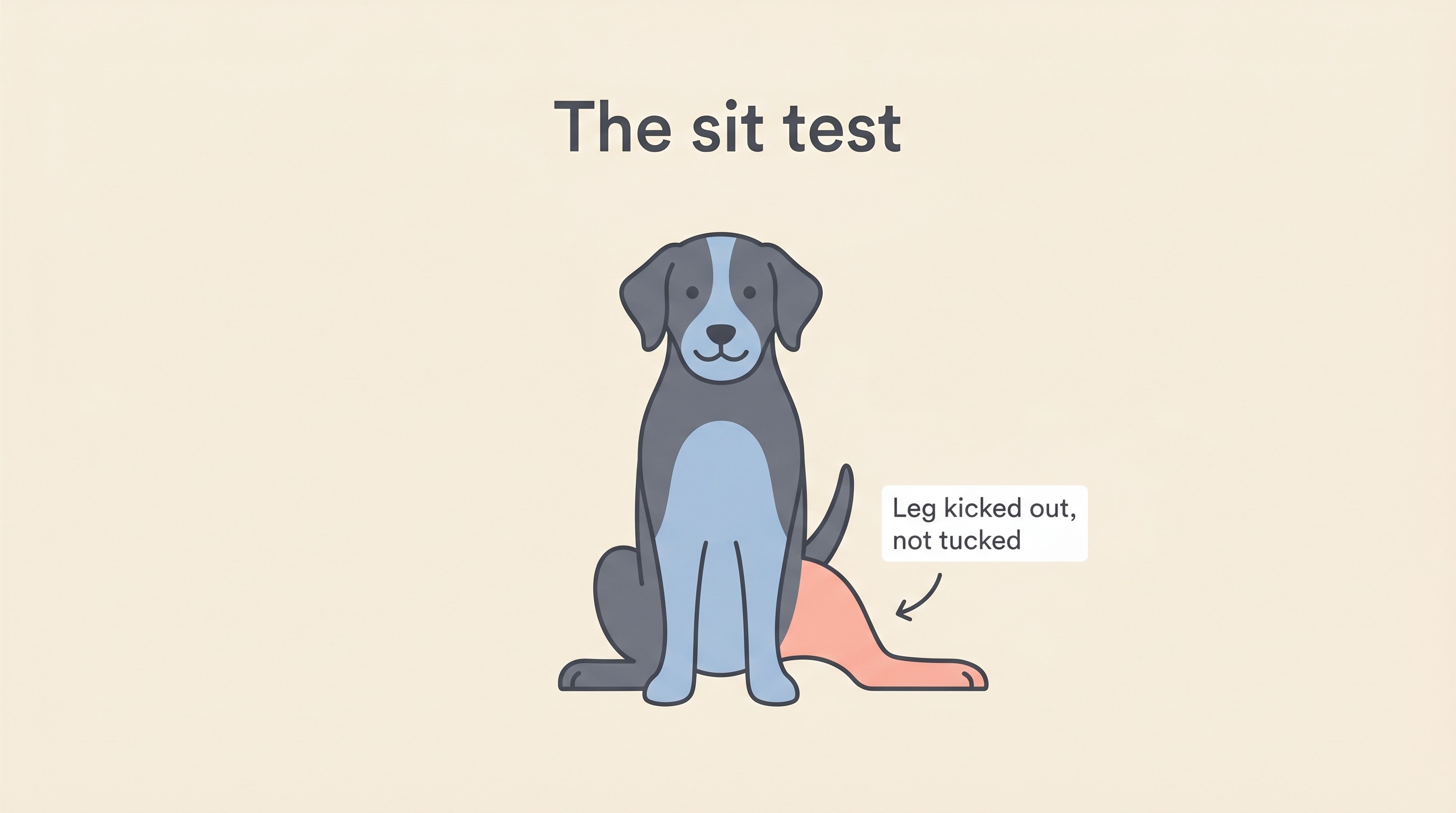 A dog sitting with one hind leg kicked out to the side instead of tucked square, the classic positive sit test