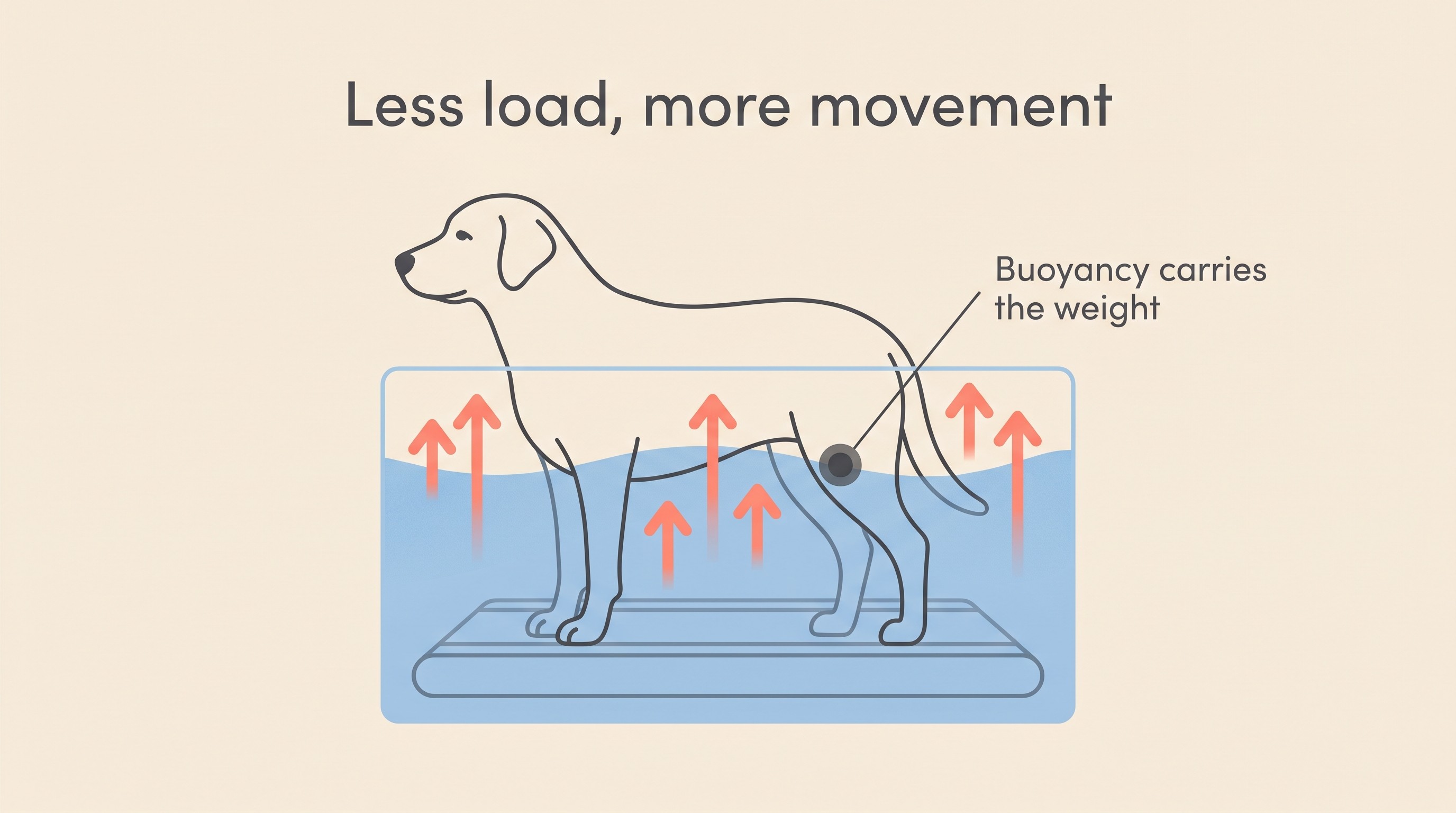 Illustration showing how water buoyancy reduces the load through a dog's stifle on an underwater treadmill
