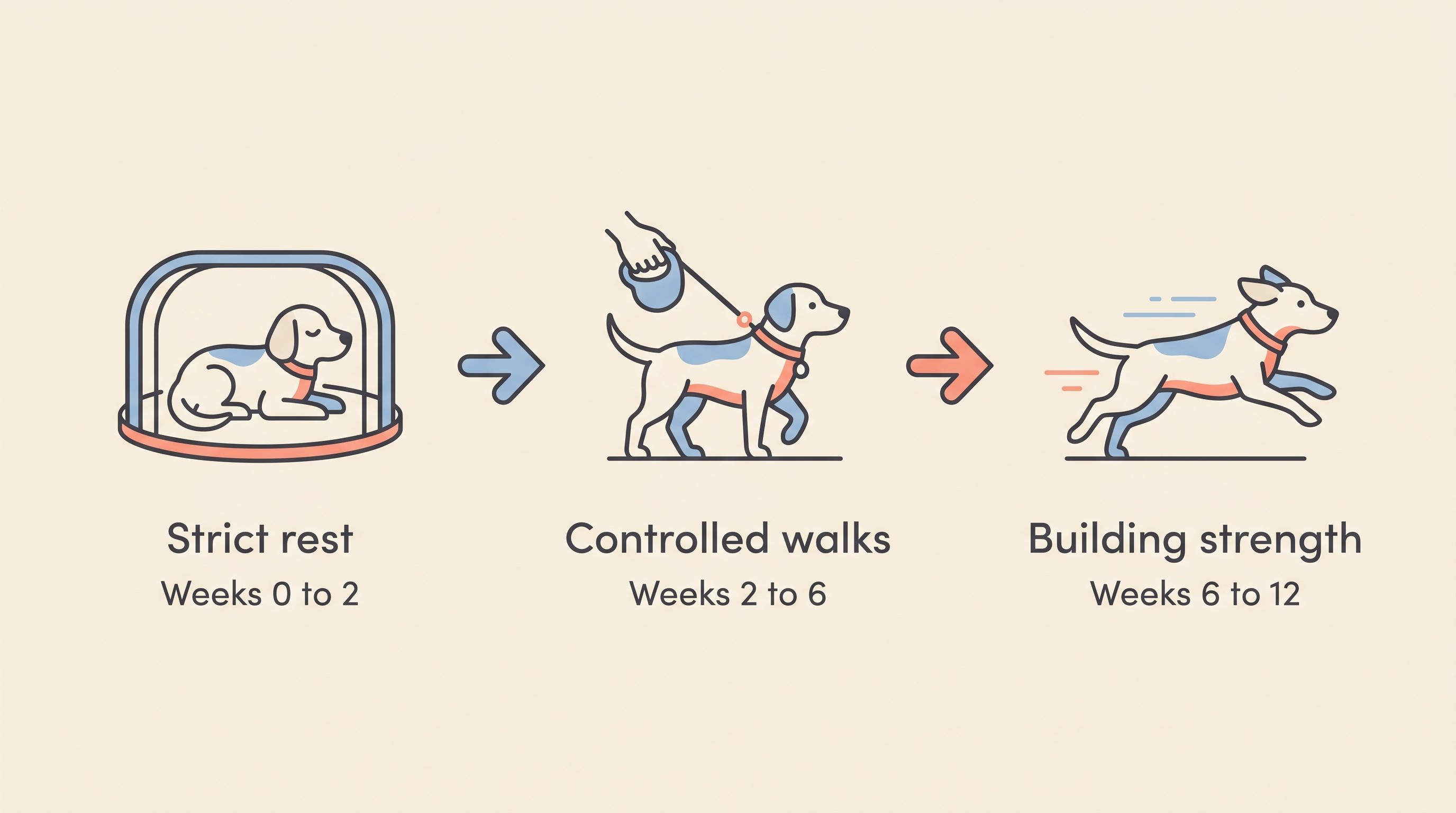 Three-phase recovery strip from strict rest to controlled walks to building strength