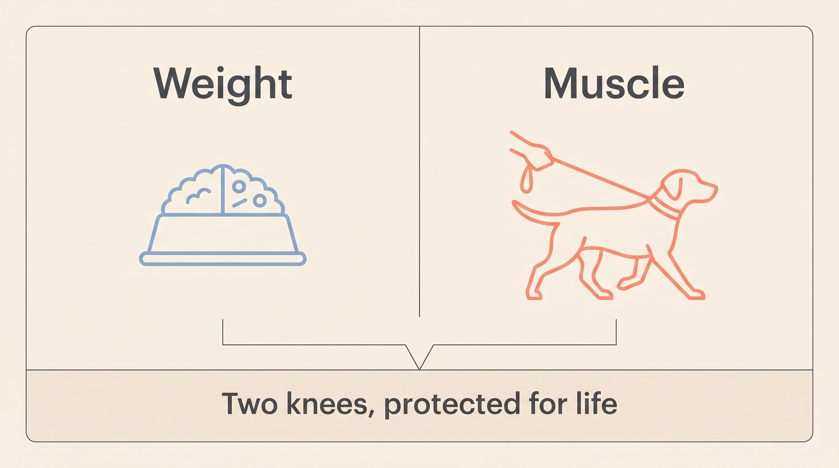A flat-vector card on warm cream with two columns, one headed "Weight" showing a balanced food bowl icon and one headed "Muscle" showing a dog mid-stride on a lead, both pointing down to a single footer reading "Two knees, protected for life"
