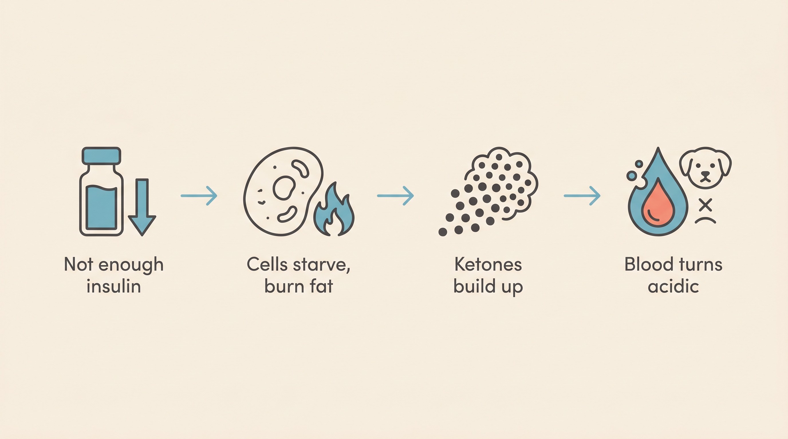 A simple four-step flow on cream showing how DKA develops: not enough insulin, then cells starve so the body burns fat, then ketones build up, then the blood turns acidic and the pet becomes ill