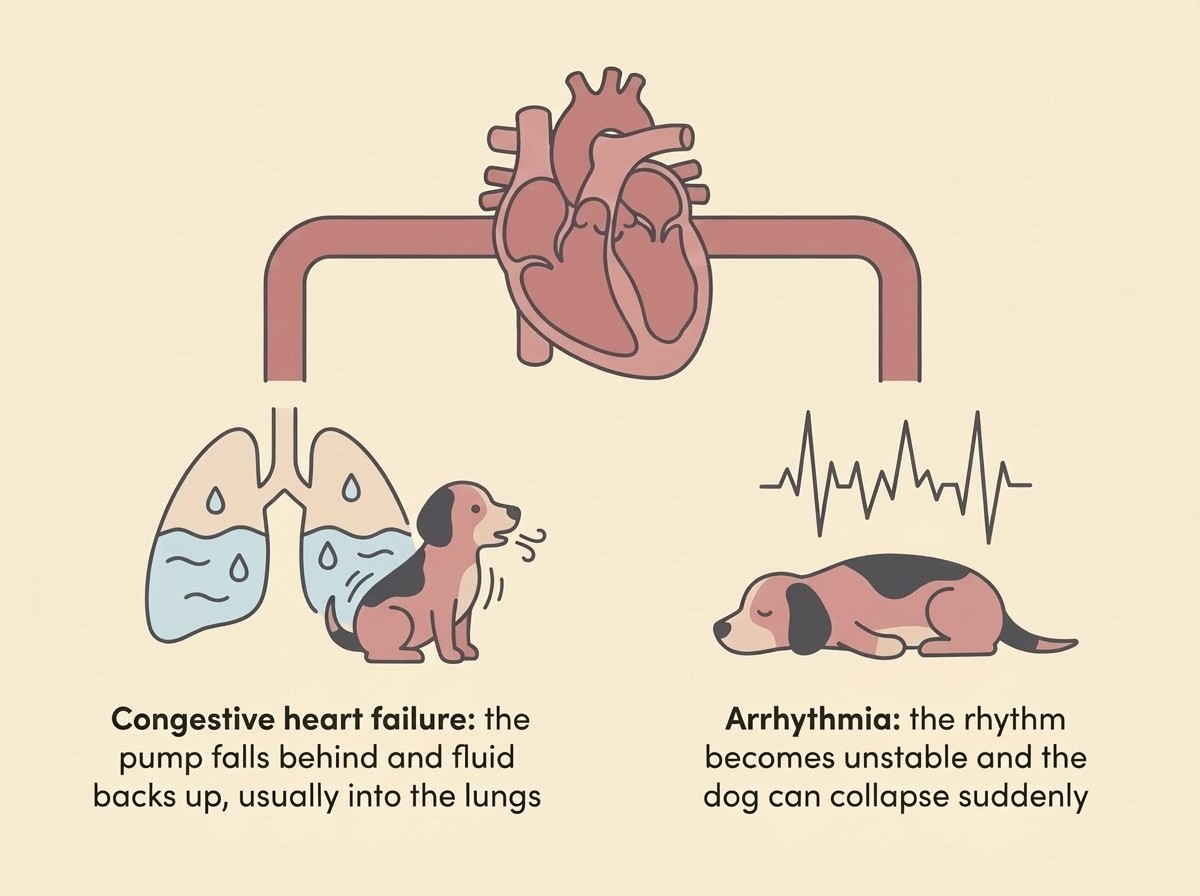 A diagram with two branches leading from a single weakened, dilated heart. The left branch shows lungs filling with fluid and a dog breathing with effort, labelled "congestive heart failure: the pump falls behind and fluid backs up, usually into the lungs". The right branch shows a chaotic electrical trace and a collapsing dog, labelled "arrhythmia: the rhythm becomes unstable and the dog can collapse suddenly".