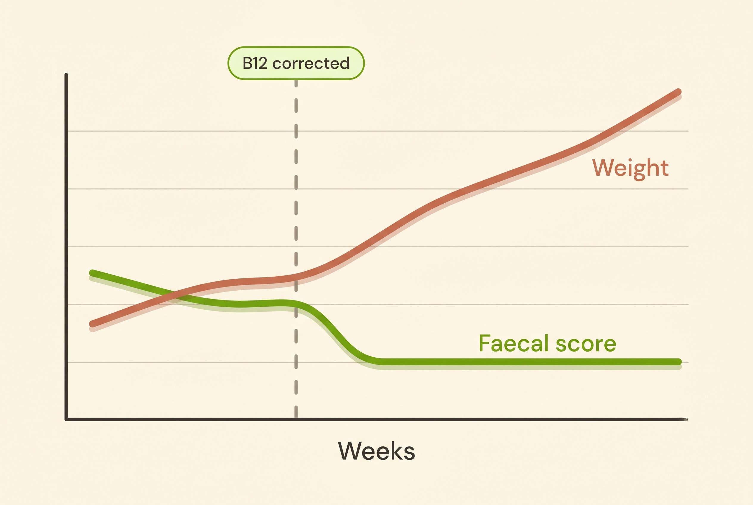 A weight chart climbing once vitamin B12 is corrected, plotted alongside an improving faecal score