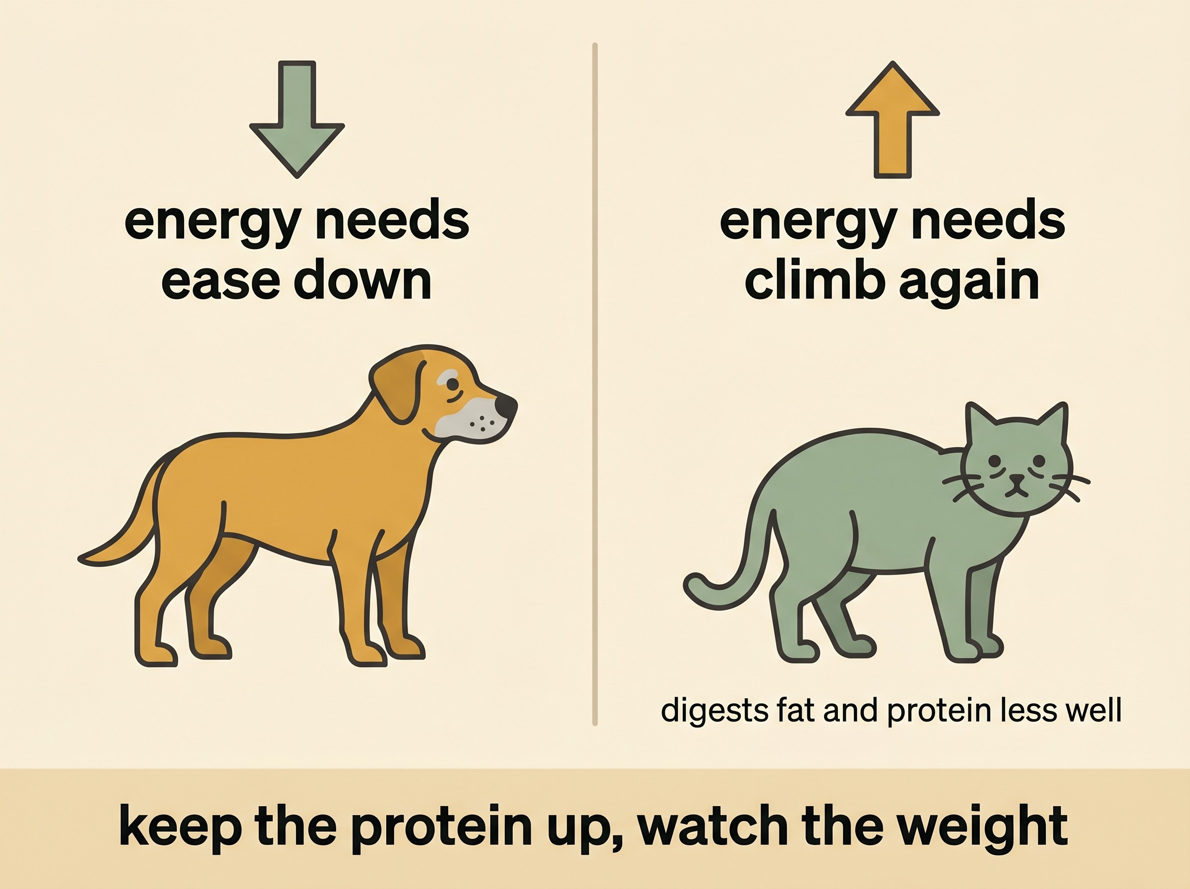 A two-panel illustration. Left panel: an older dog with a downward arrow labelled "energy needs ease down with age". Right panel: a very old cat with an upward arrow after age twelve labelled "energy needs climb again", with a small note "digests fat and protein less well". Below both, a shared banner reads "but for both: keep the protein up, and watch the weight".
