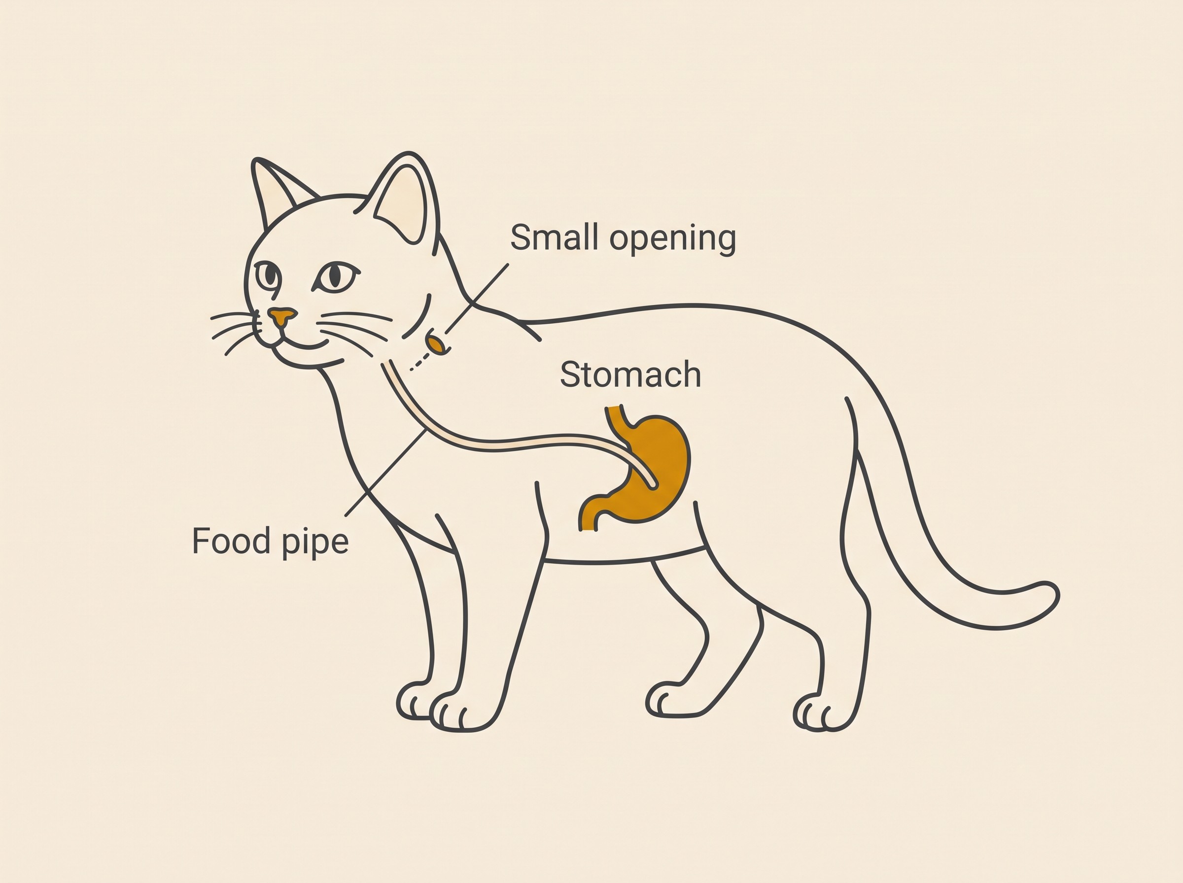 A gentle labelled flat-vector diagram showing the position of an oesophagostomy tube in a calm cat, warm cream background, soft charcoal linework, amber accent on the tube path, no distress