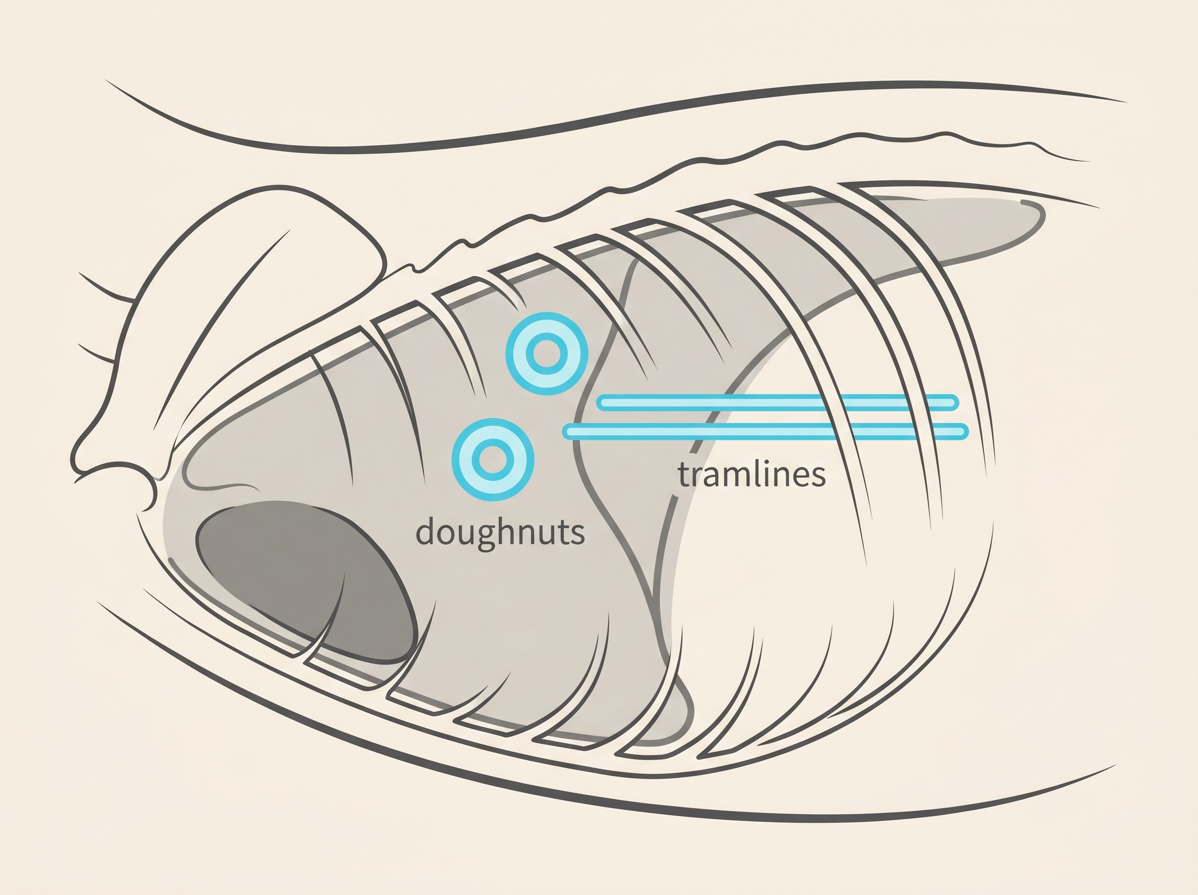 A flat-vector illustration on a cream background of a cat chest x-ray, with two airways shown end-on as bright ring or doughnut shapes and one shown side-on as a pair of parallel tramlines, against gently over-inflated lung fields