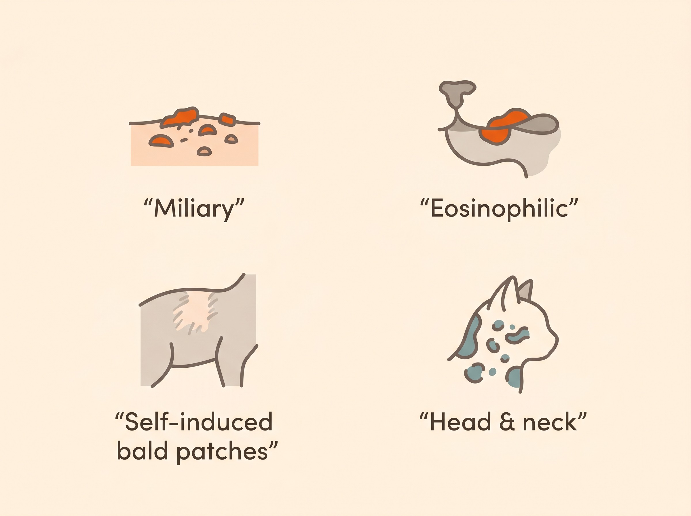 The four ways cats show allergic skin disease: miliary crusts, eosinophilic lesions, self-induced bald patches, and head and neck sores