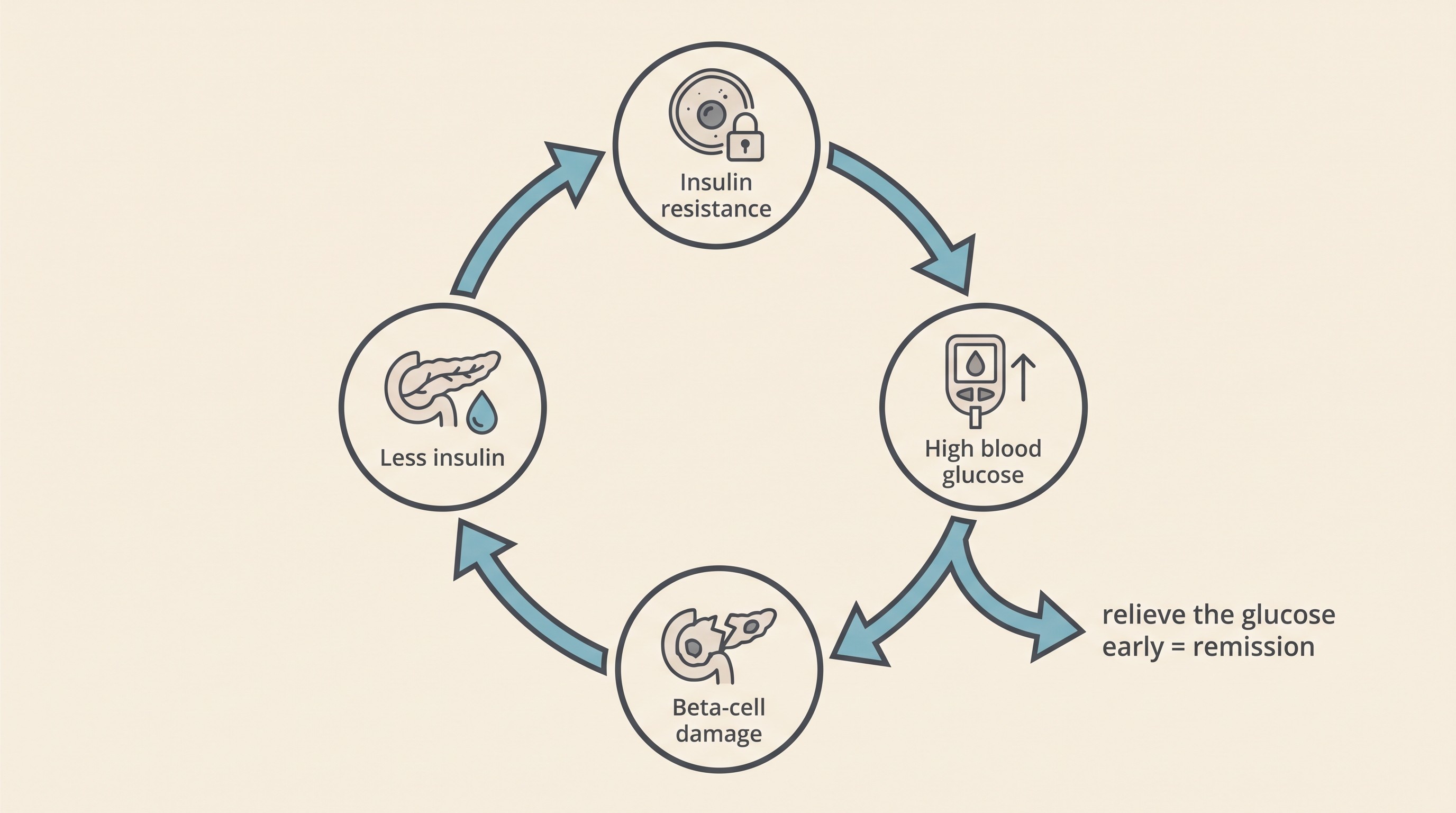 Circular diagram of the feline diabetes vicious cycle: insulin resistance to high blood glucose to glucotoxic beta-cell damage to less insulin and back to higher glucose, with a breakout arrow labelled "relieve the glucose early = remission"