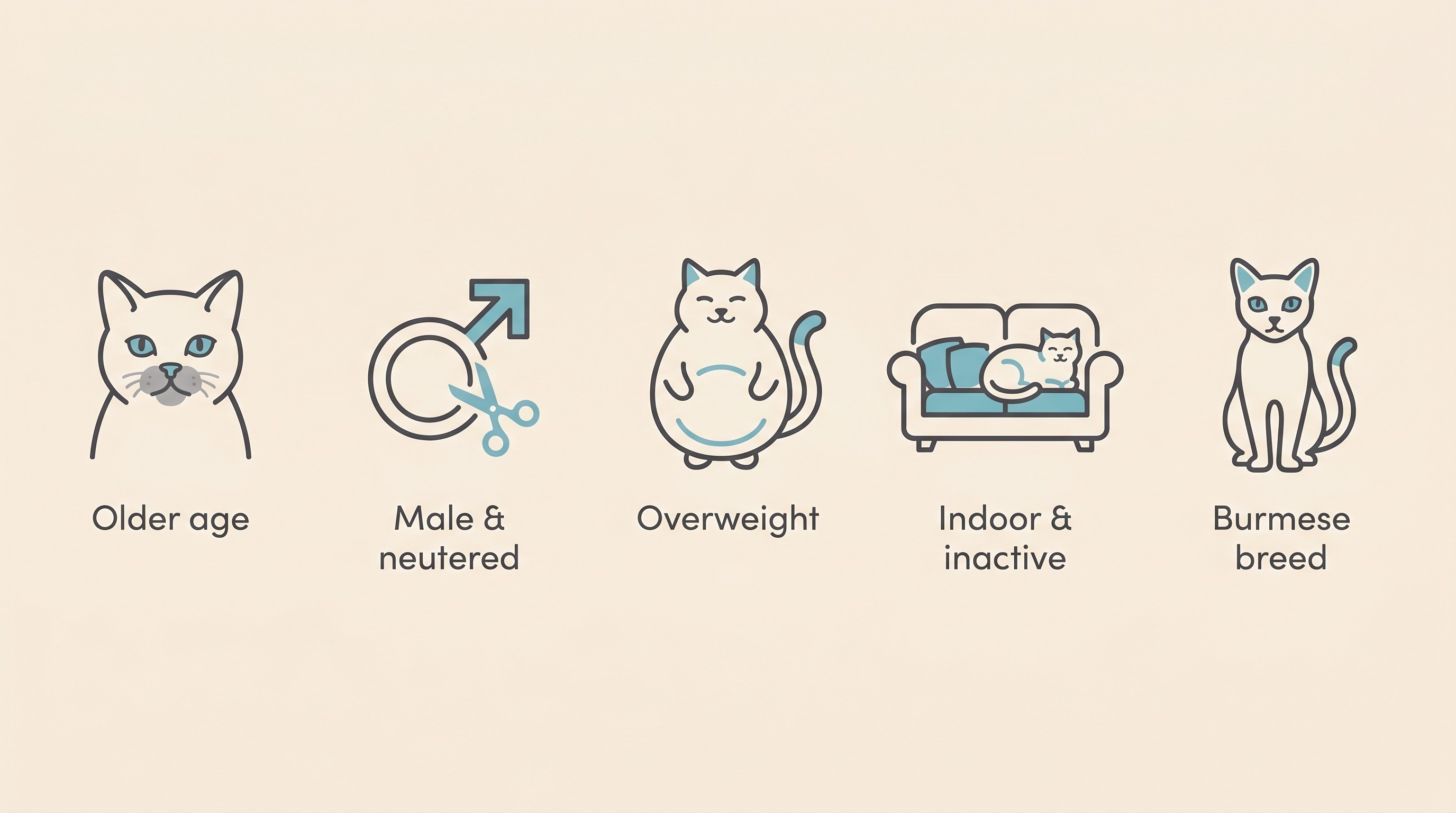 Panel of icons showing the main feline diabetes risk factors: older age, male and neutered, overweight, indoor and inactive, and the Burmese breed