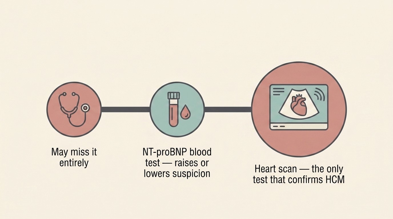 A simple flow diagram showing three steps. Step one, a stethoscope, labelled may miss it entirely. Step two, an NT-proBNP blood test, labelled raises or lowers suspicion. Step three, a heart ultrasound scan, labelled the only test that confirms HCM, drawn as the largest and final step.