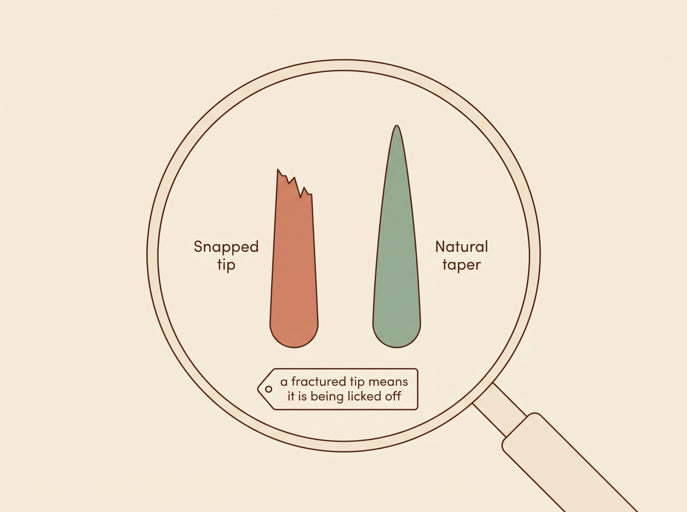 Two cat hair tips under magnification, one ragged and snapped, one smoothly tapered