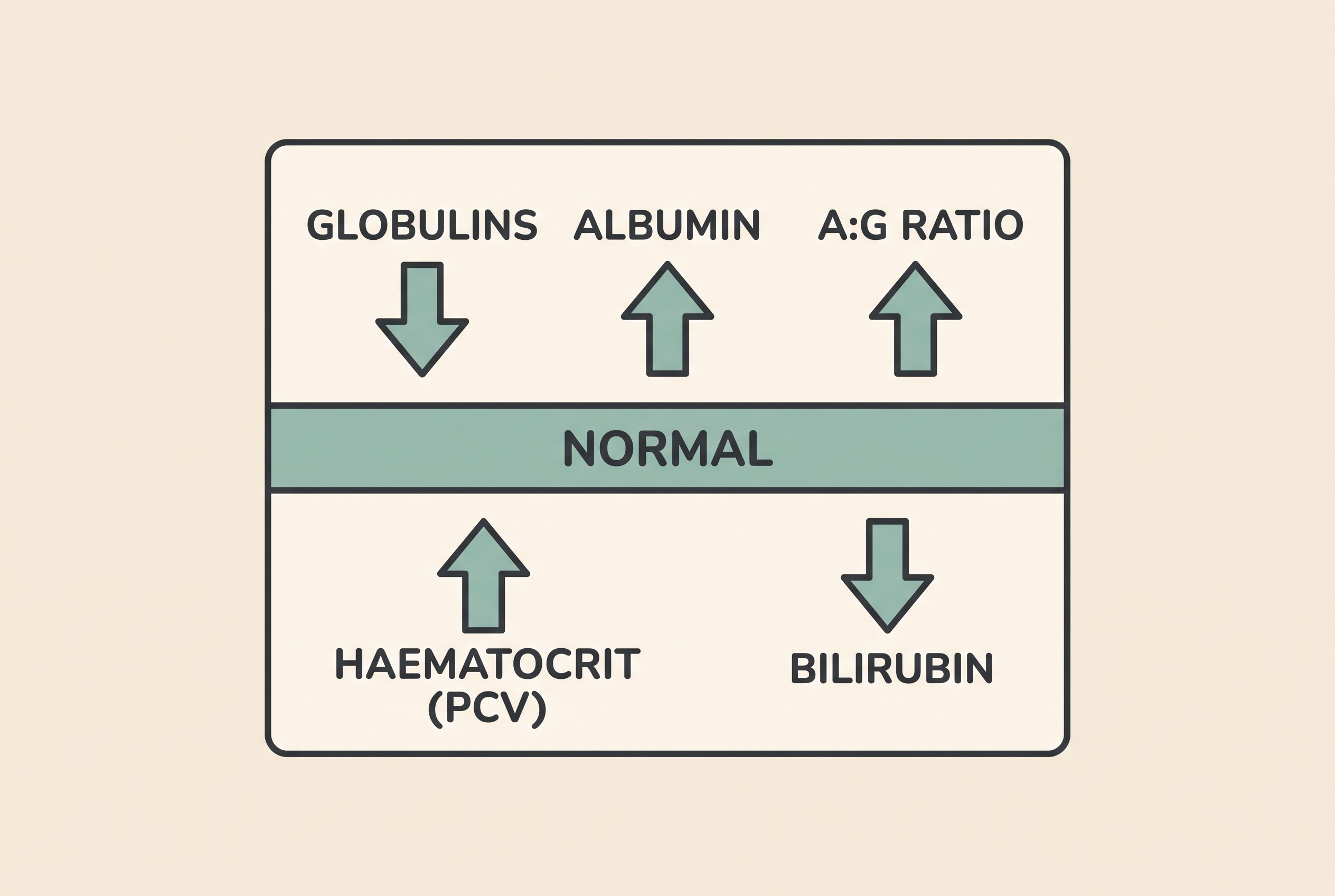 A gentle before-and-after card on cream showing arrows: globulins down, albumin up, A to G ratio up, haematocrit up, bilirubin down, all in sage-teal toward normal