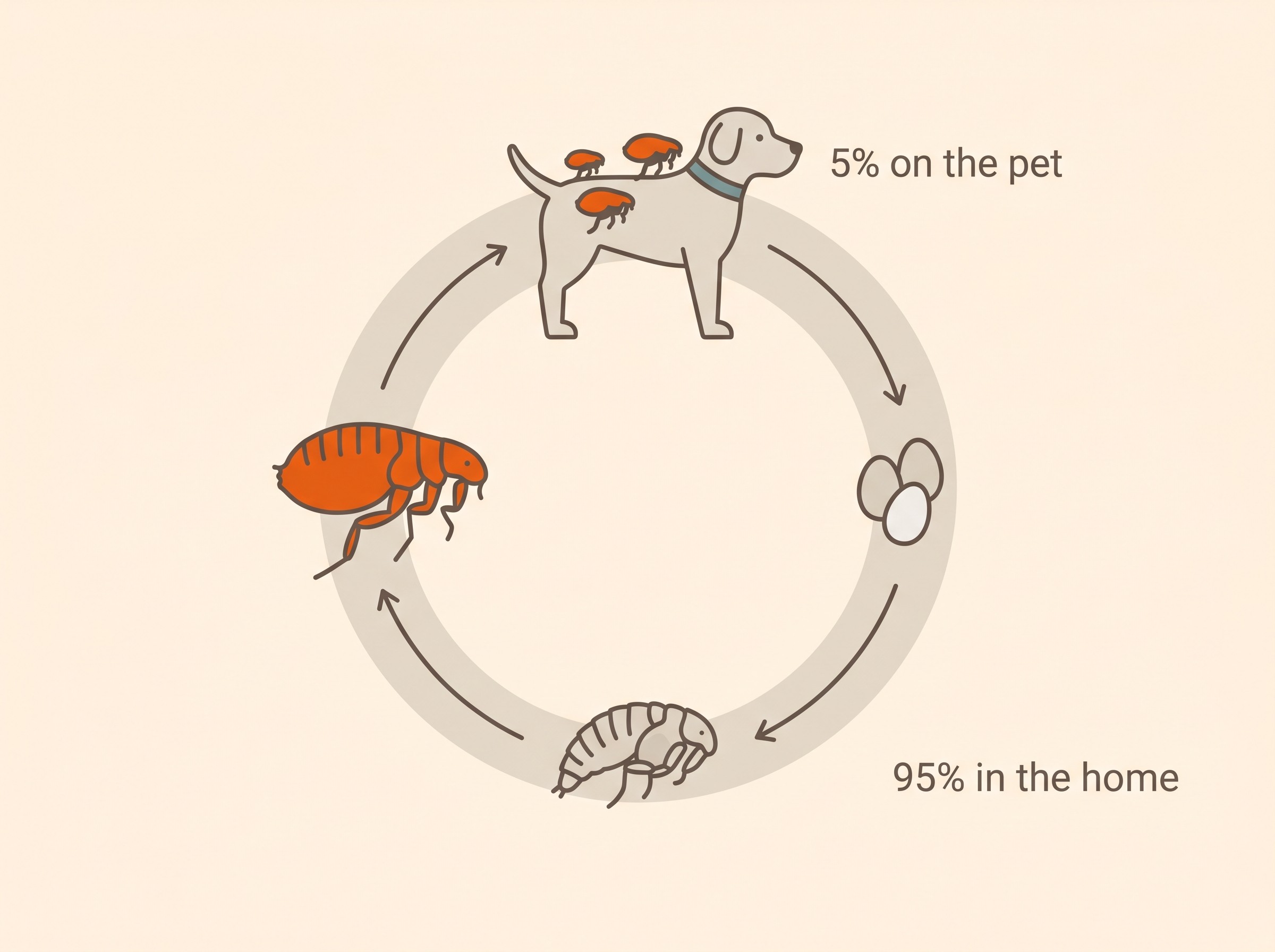 The flea life cycle, with about 95% of the population hidden in the home as eggs, larvae and pupae