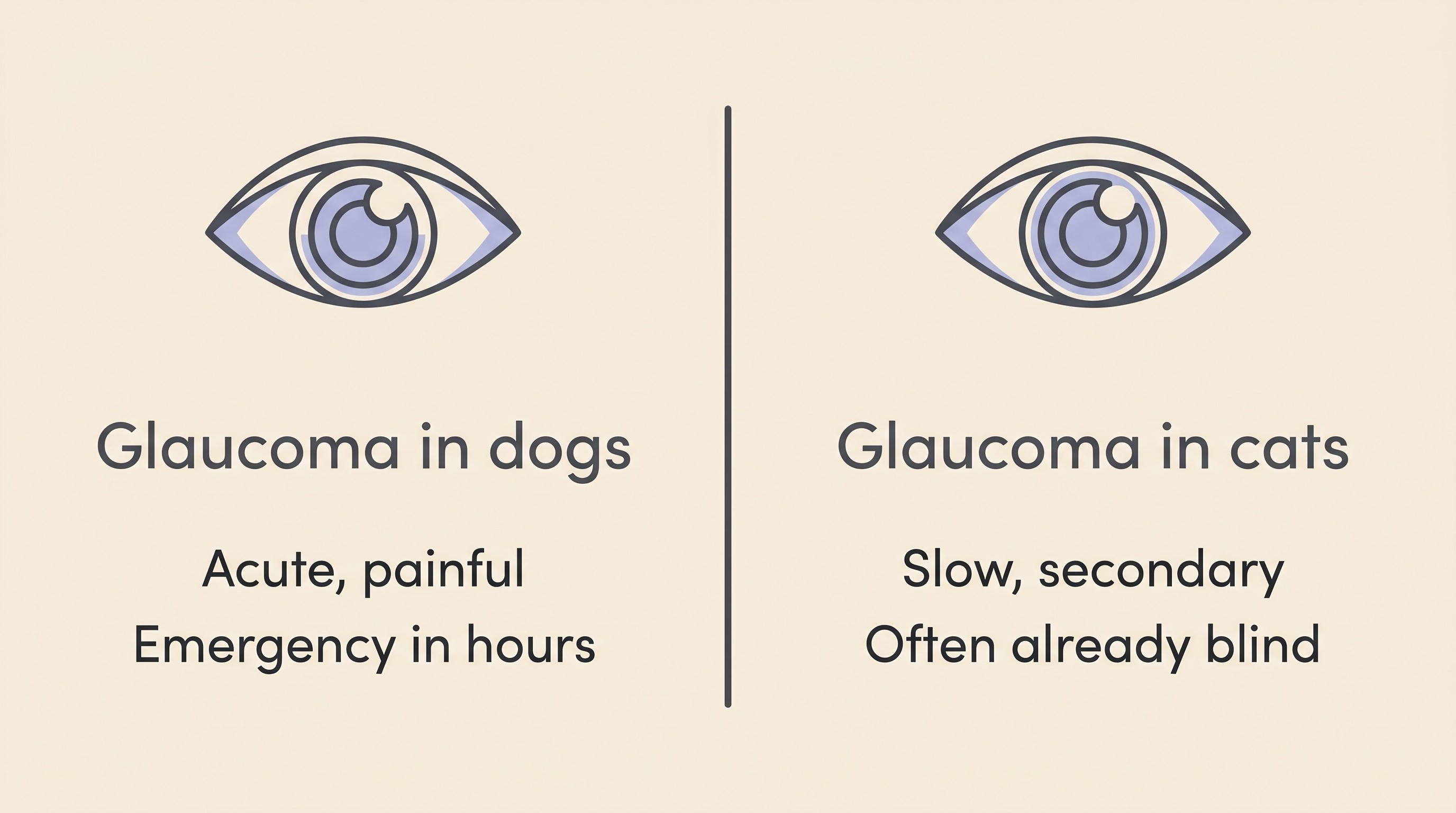 Two-column comparison card on cream contrasting glaucoma in dogs (acute, painful, often primary, an emergency in hours) with glaucoma in cats (insidious, secondary, often already blind at diagnosis)
