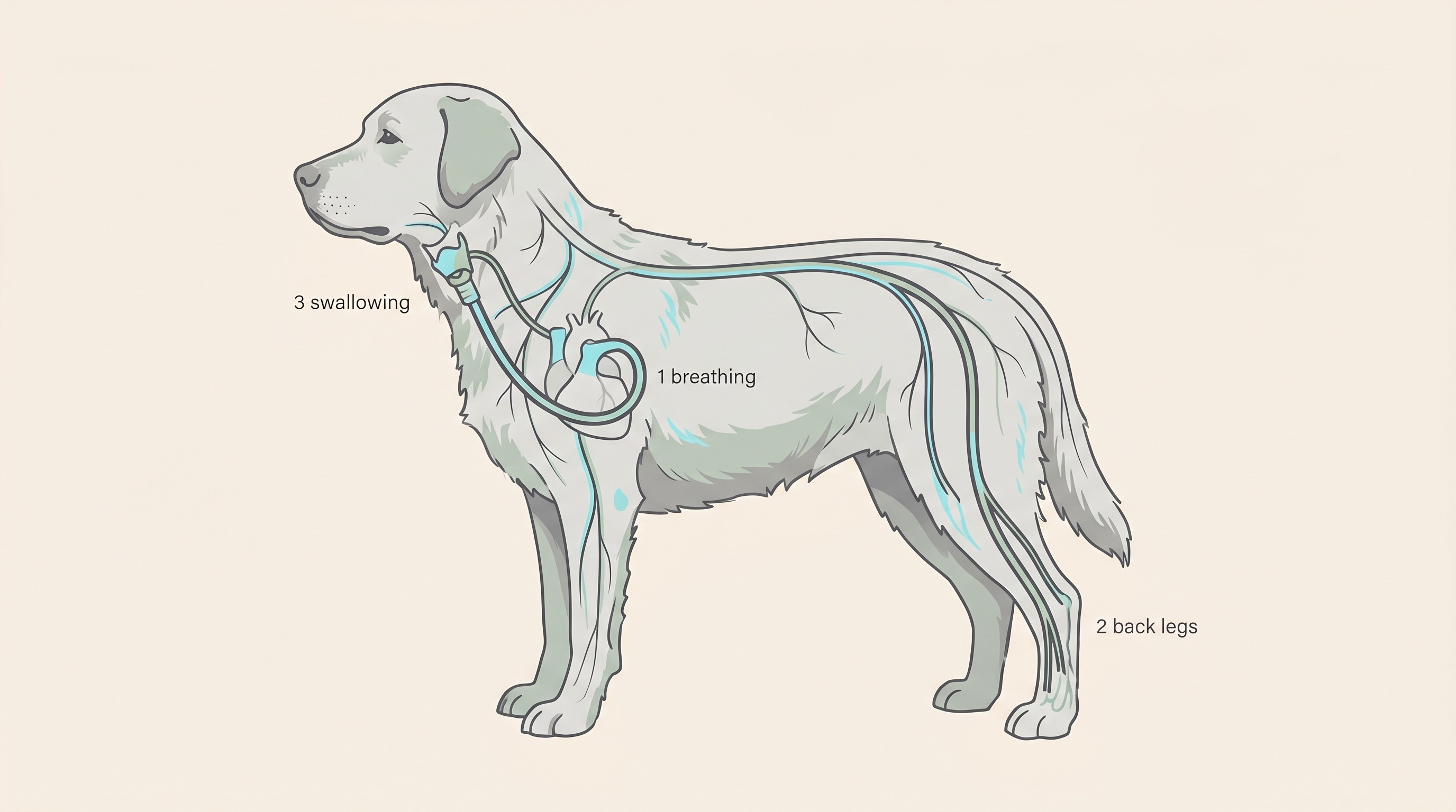 A warm flat-vector diagram of a dog on a cream background, with the larynx, the long recurrent laryngeal nerve looping down into the chest, and the hind-leg nerves gently highlighted to show the body-wide pattern