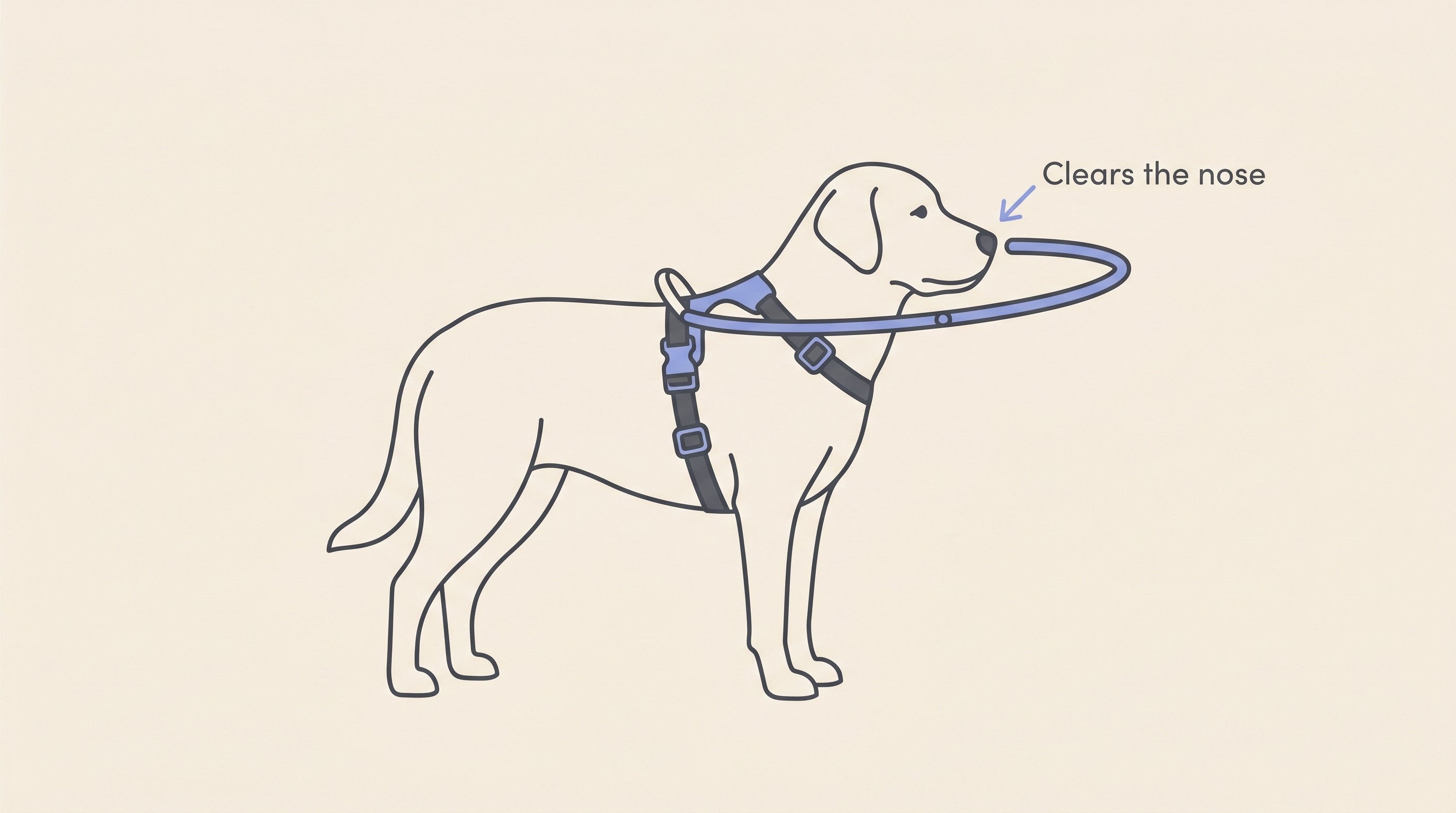 Flat vector side view on cream of a dog wearing a halo bumper hoop on a harness, the hoop aligned just beyond the nose with a small arrow labelled clears the nose