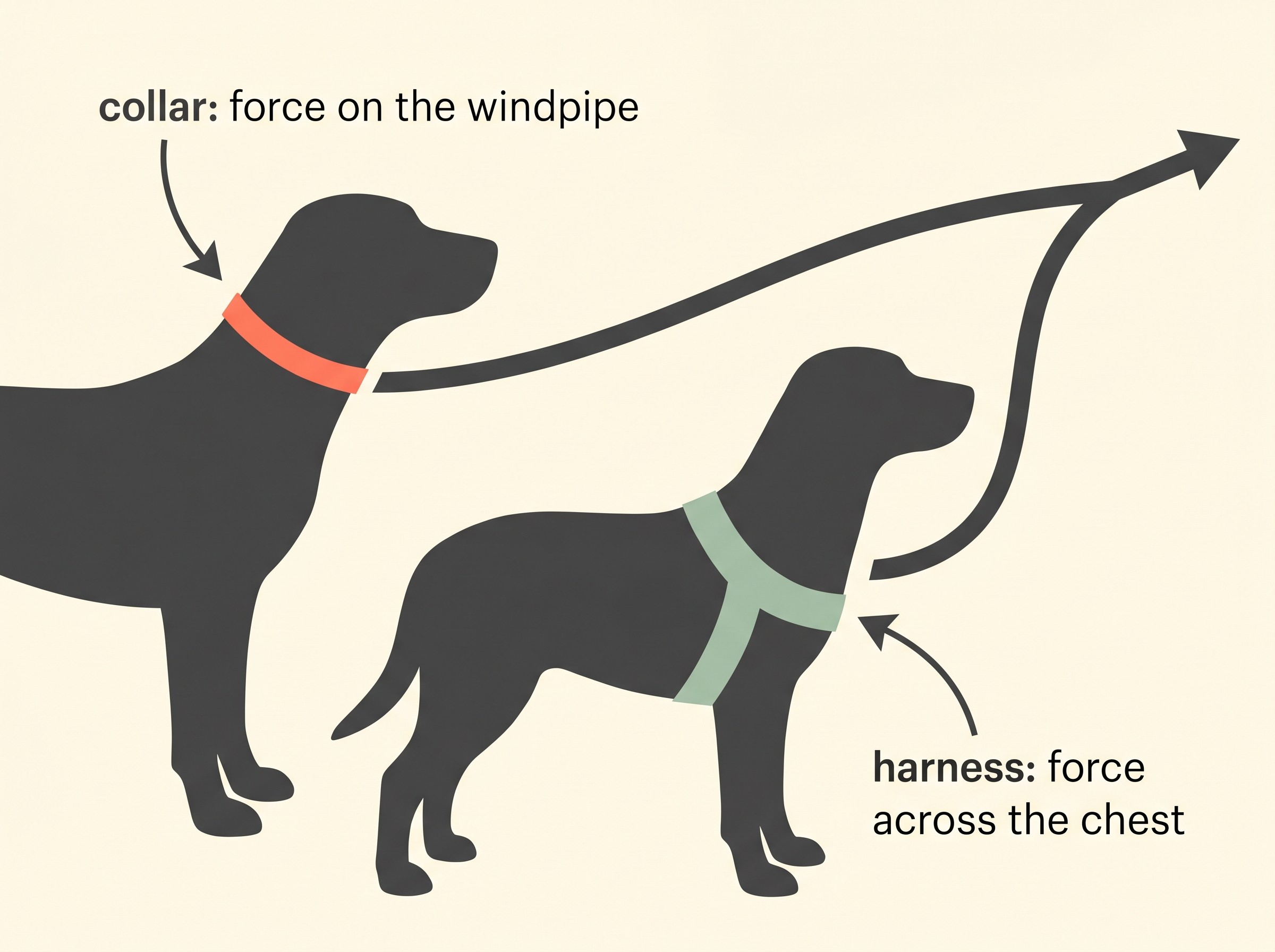 A side-by-side diagram on a cream background: on the left a dog wearing a collar with a red loaded band over the throat labelled “collar: force on the windpipe”, on the right a dog wearing a Y-front harness with the force spread in green across the chest labelled “harness: force across the chest”