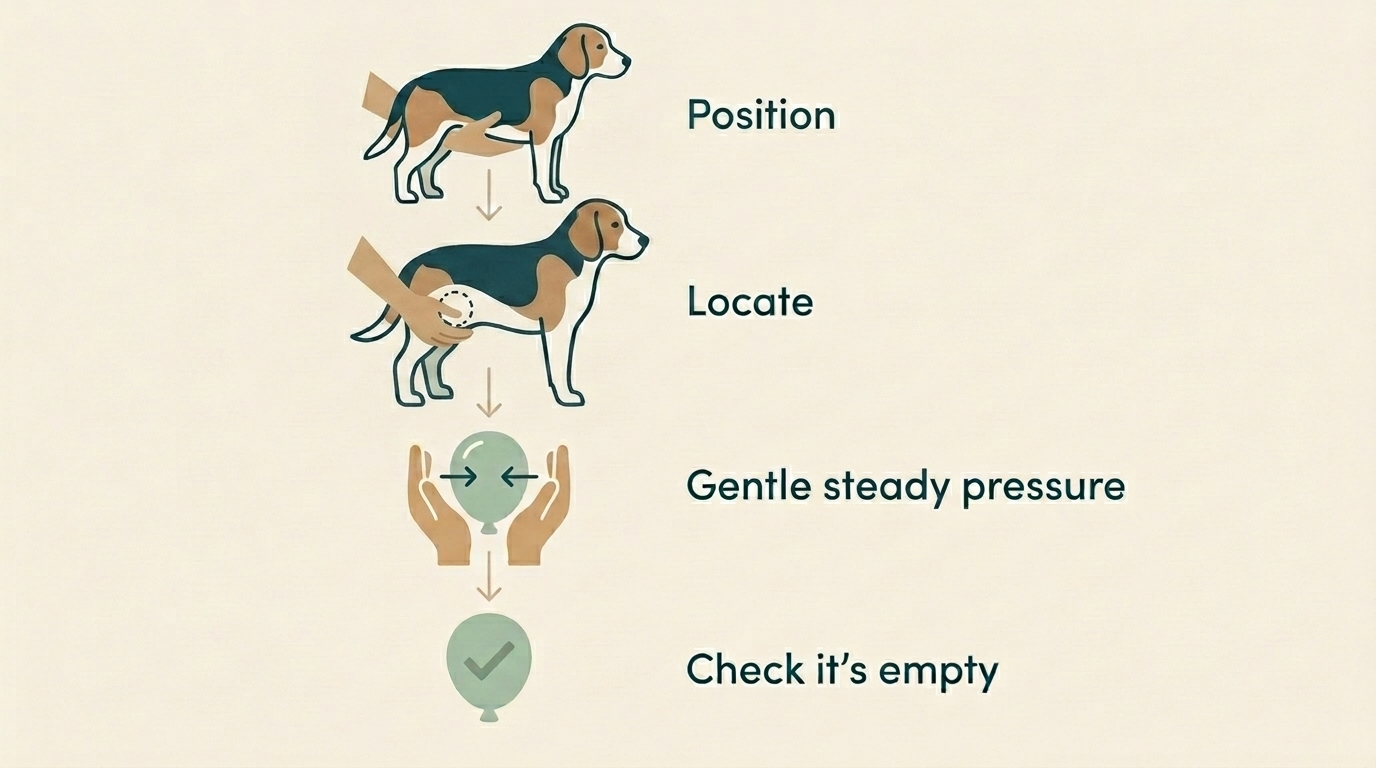 A four-step sequence for expressing a dog's bladder: position, locate, gentle steady pressure, and check it's empty
