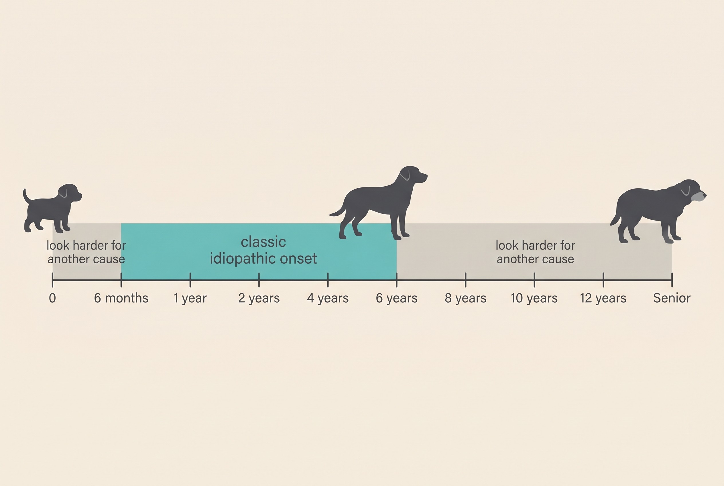 A clean flat illustration on a cream background showing a horizontal timeline of a dog's life from puppy to senior, with the band between six months and six years highlighted and labelled "classic idiopathic onset", and the regions before six months and after six years lightly shaded and labelled "look harder for another cause"